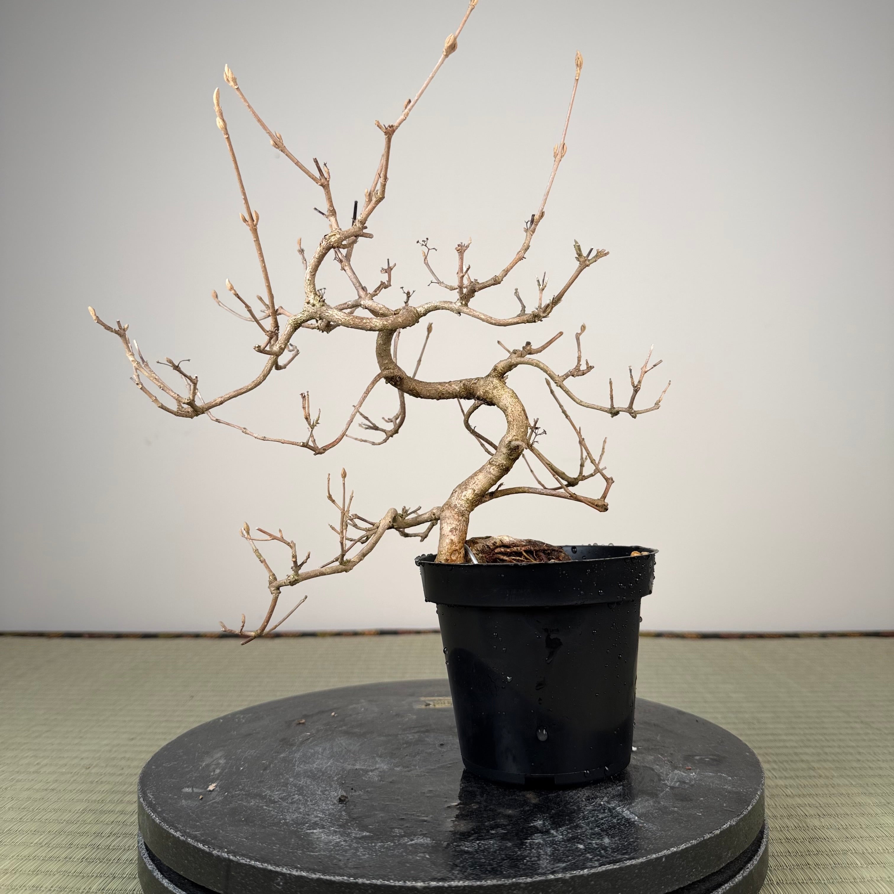 Callicarpa japonica (Toyoda-san)