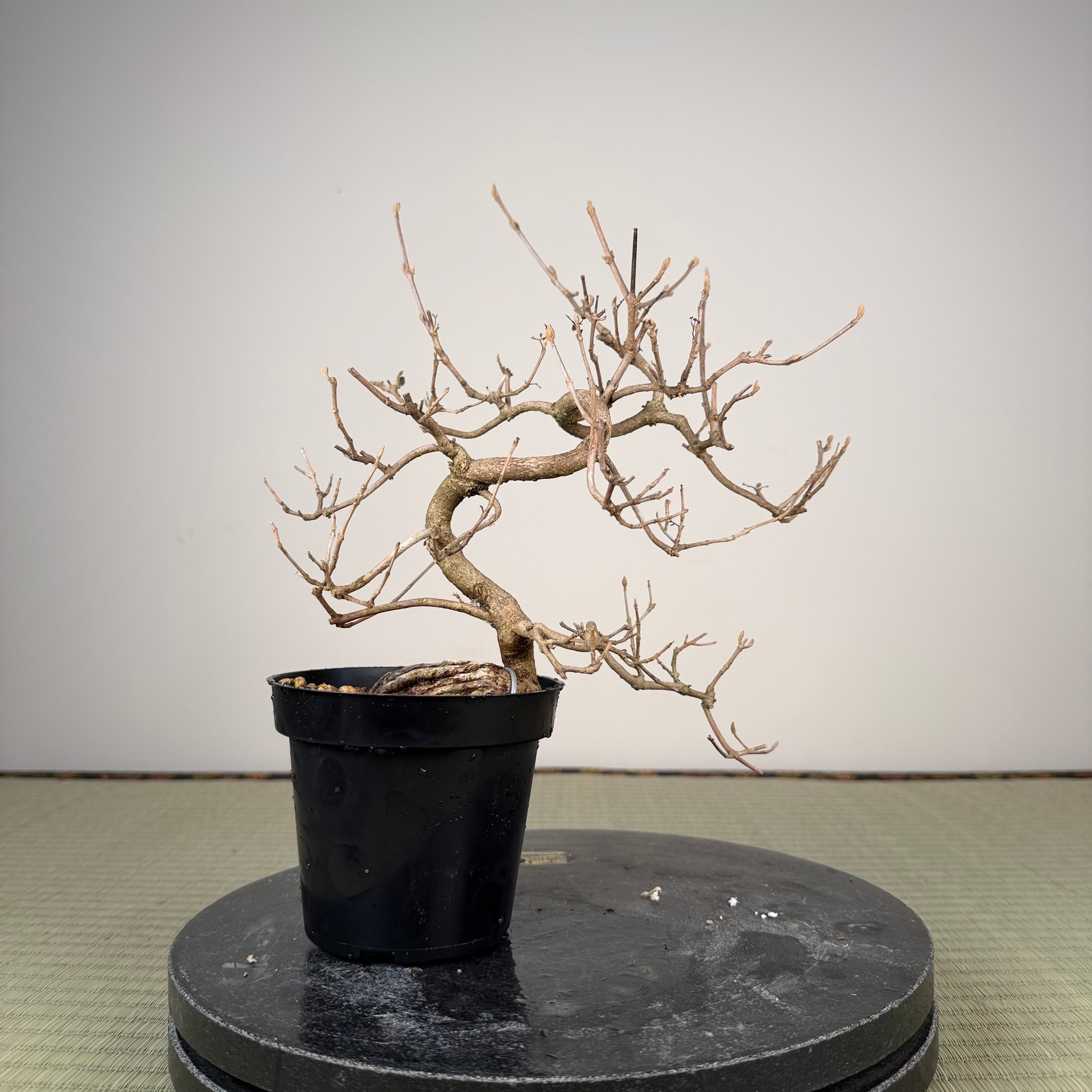 Callicarpa japonica (Toyoda-san)