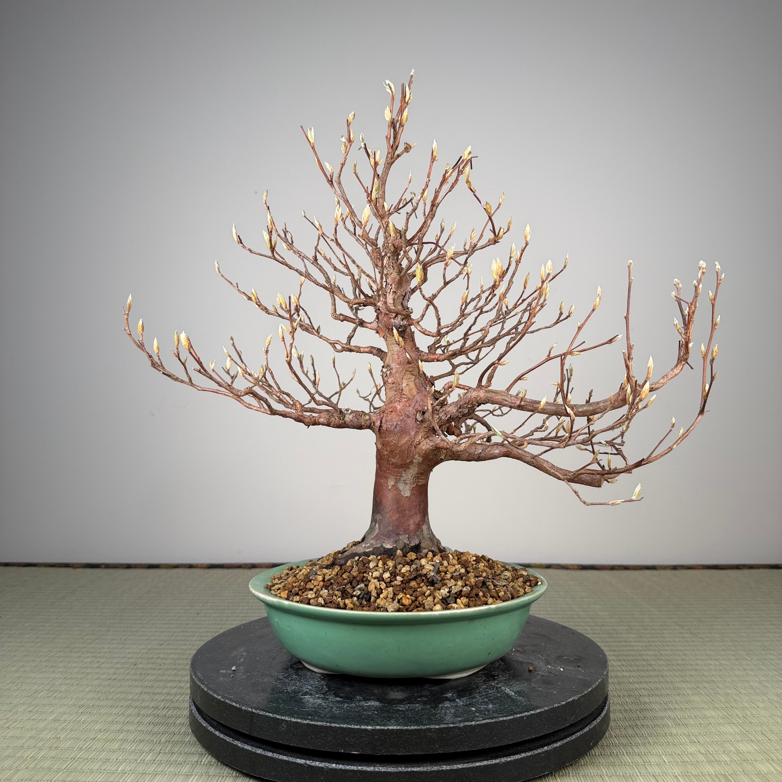 Stewartia monadelpha