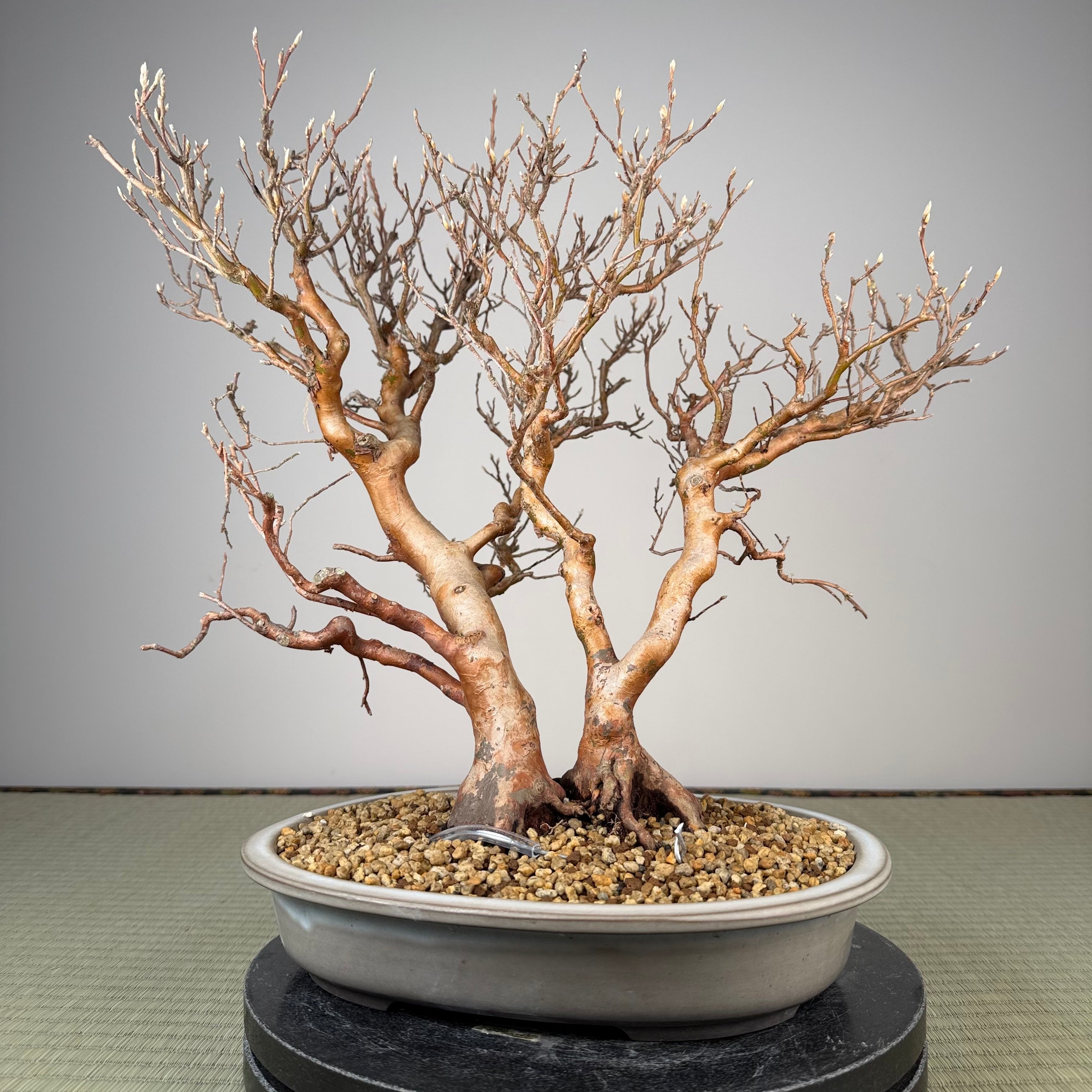 Stewartia monadelpha