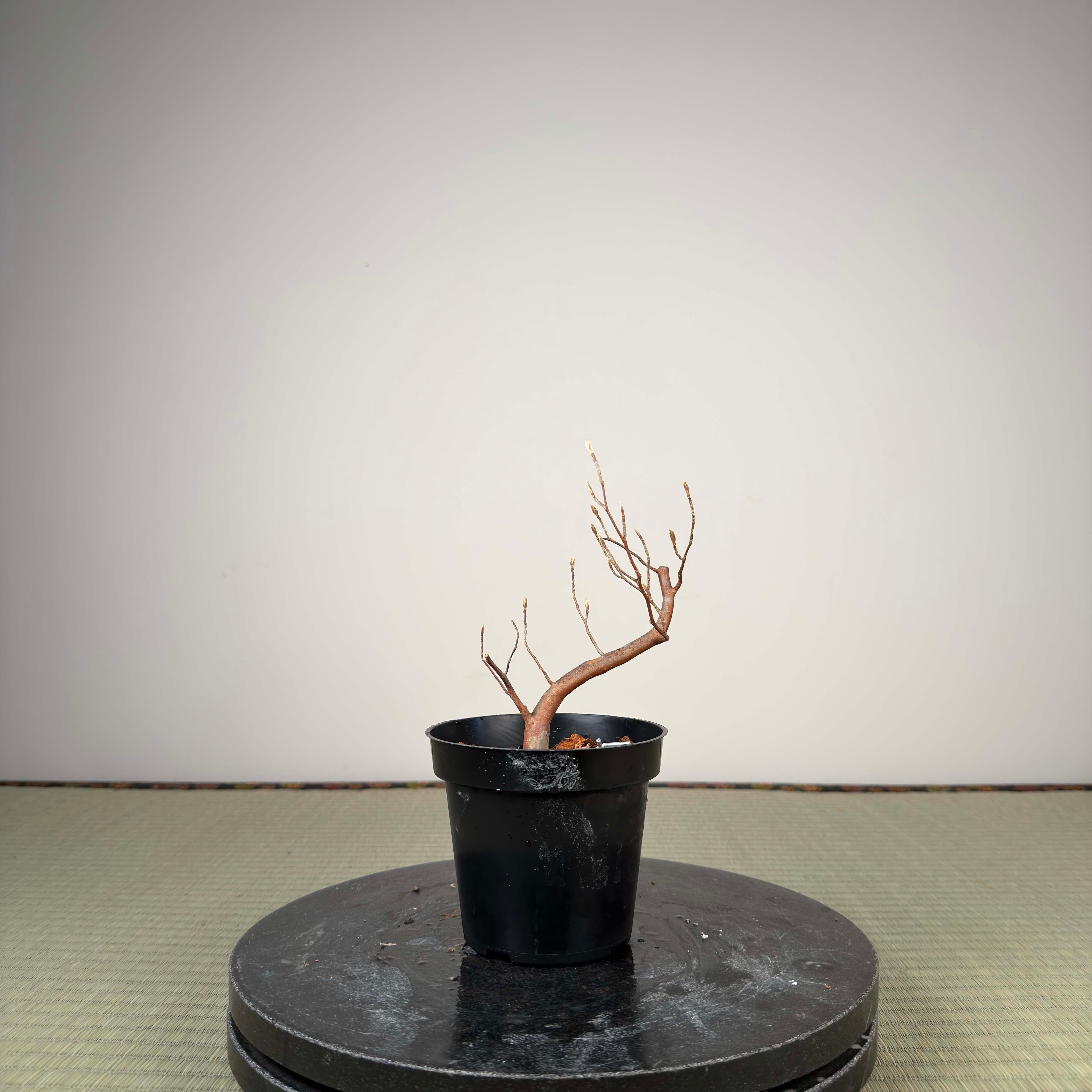 Stewartia monadelpha