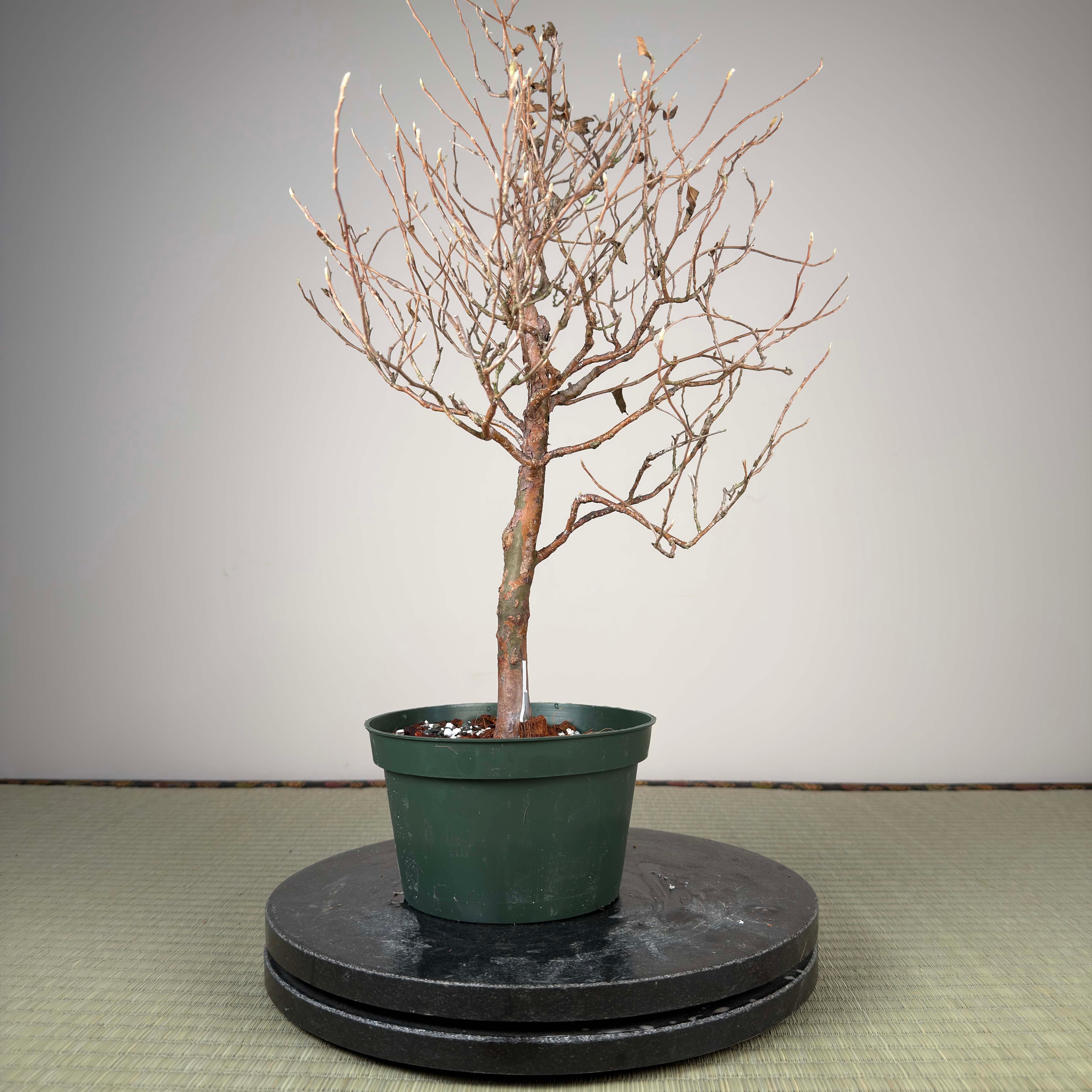 Stewartia monadelpha