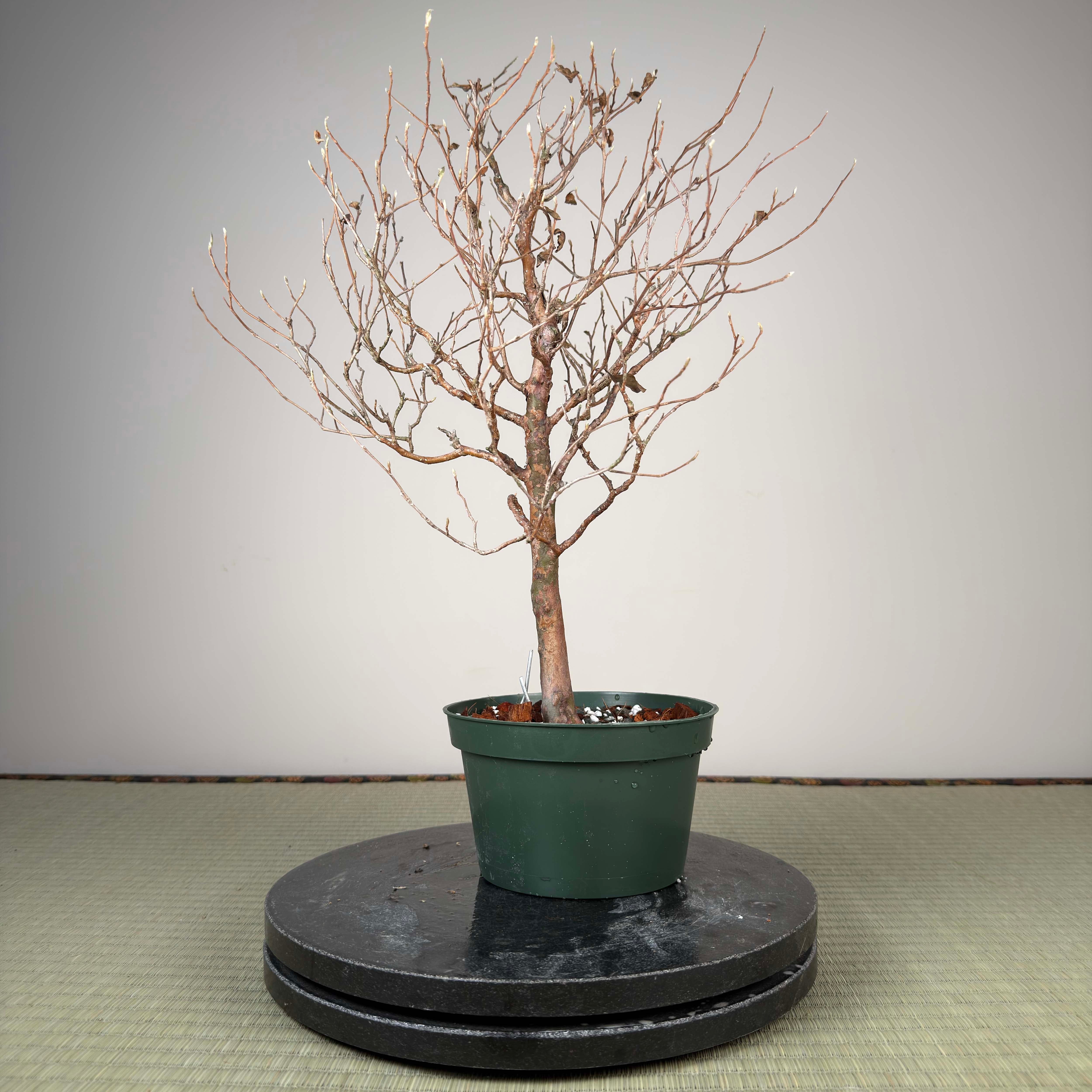 Stewartia monadelpha