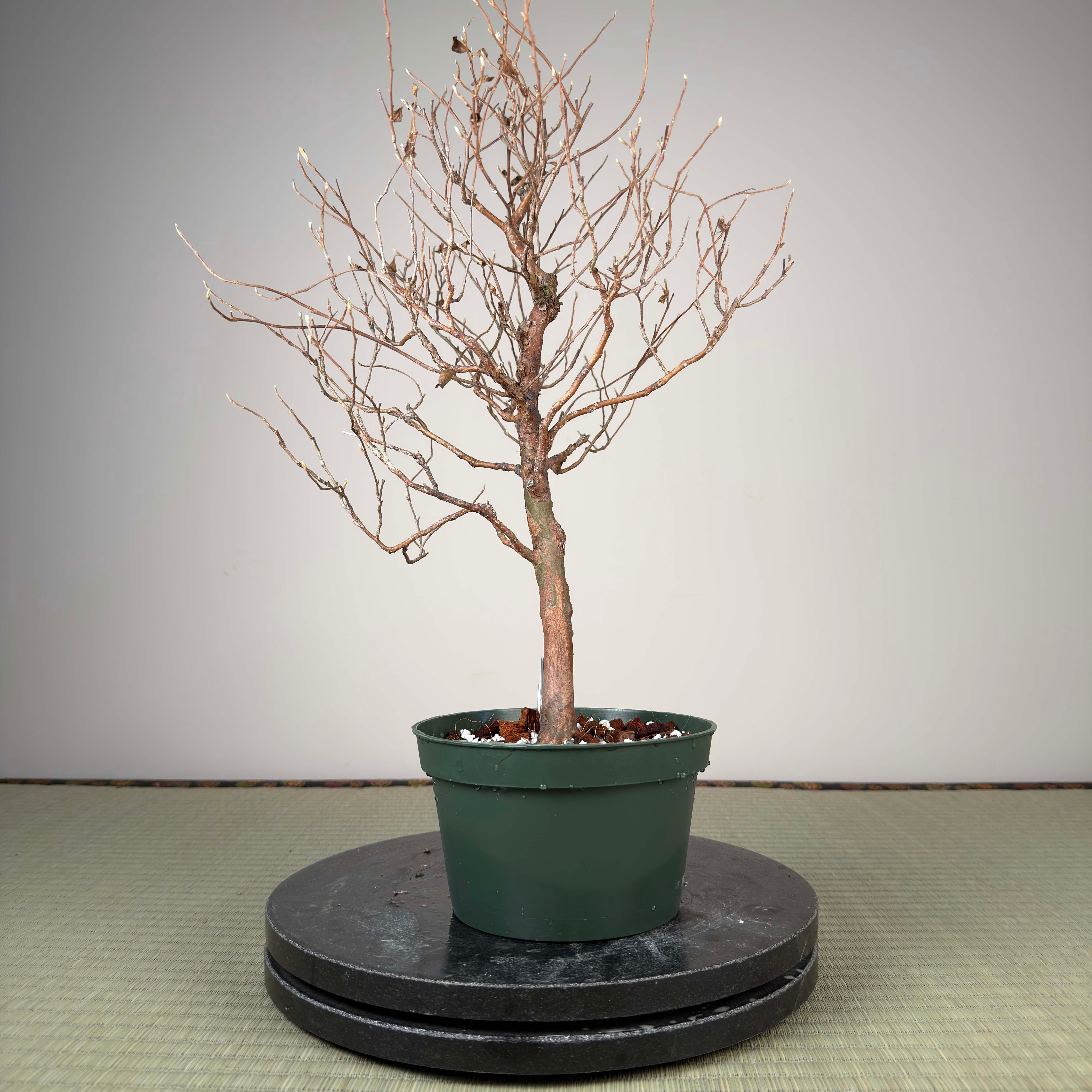 Stewartia monadelpha