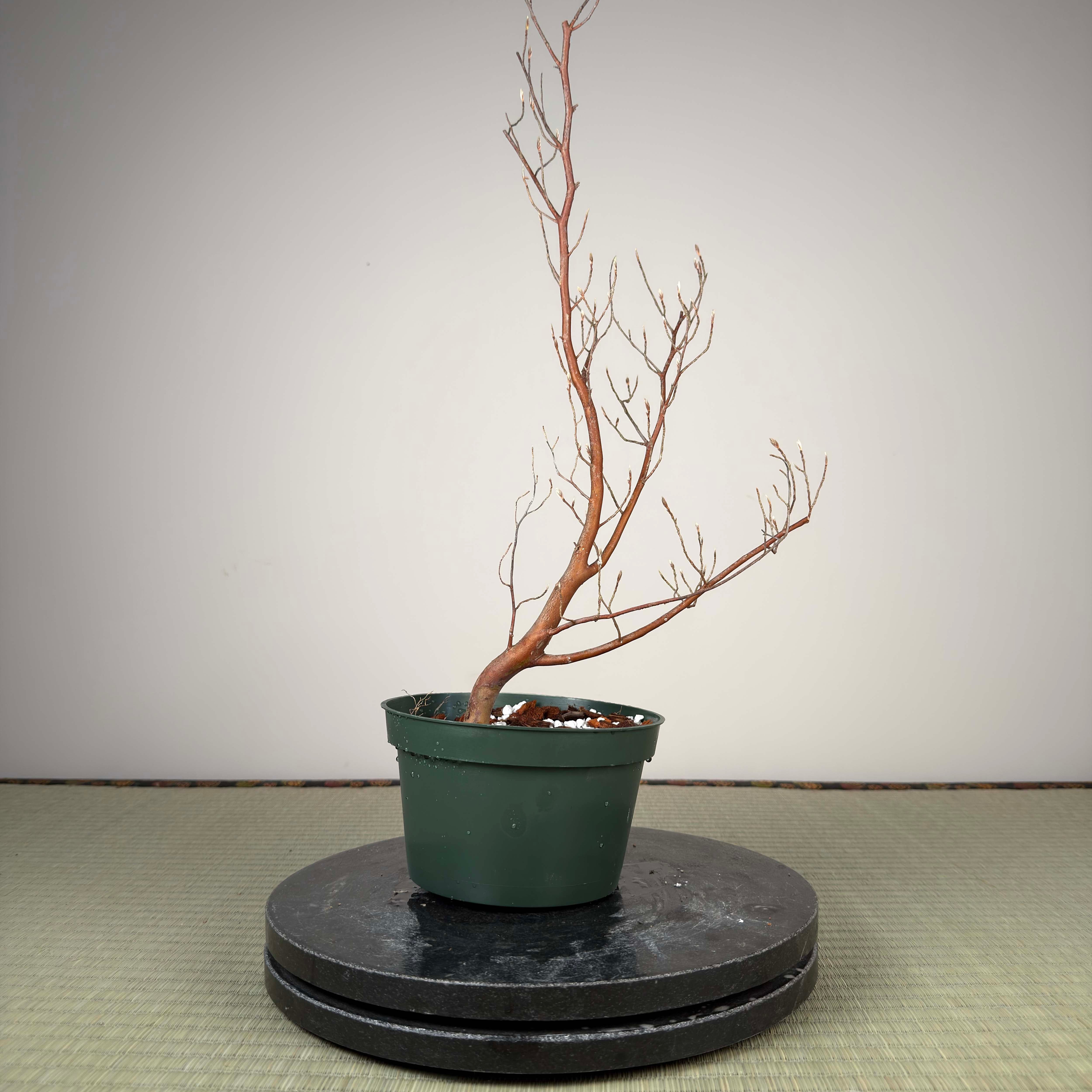 Stewartia monadelpha