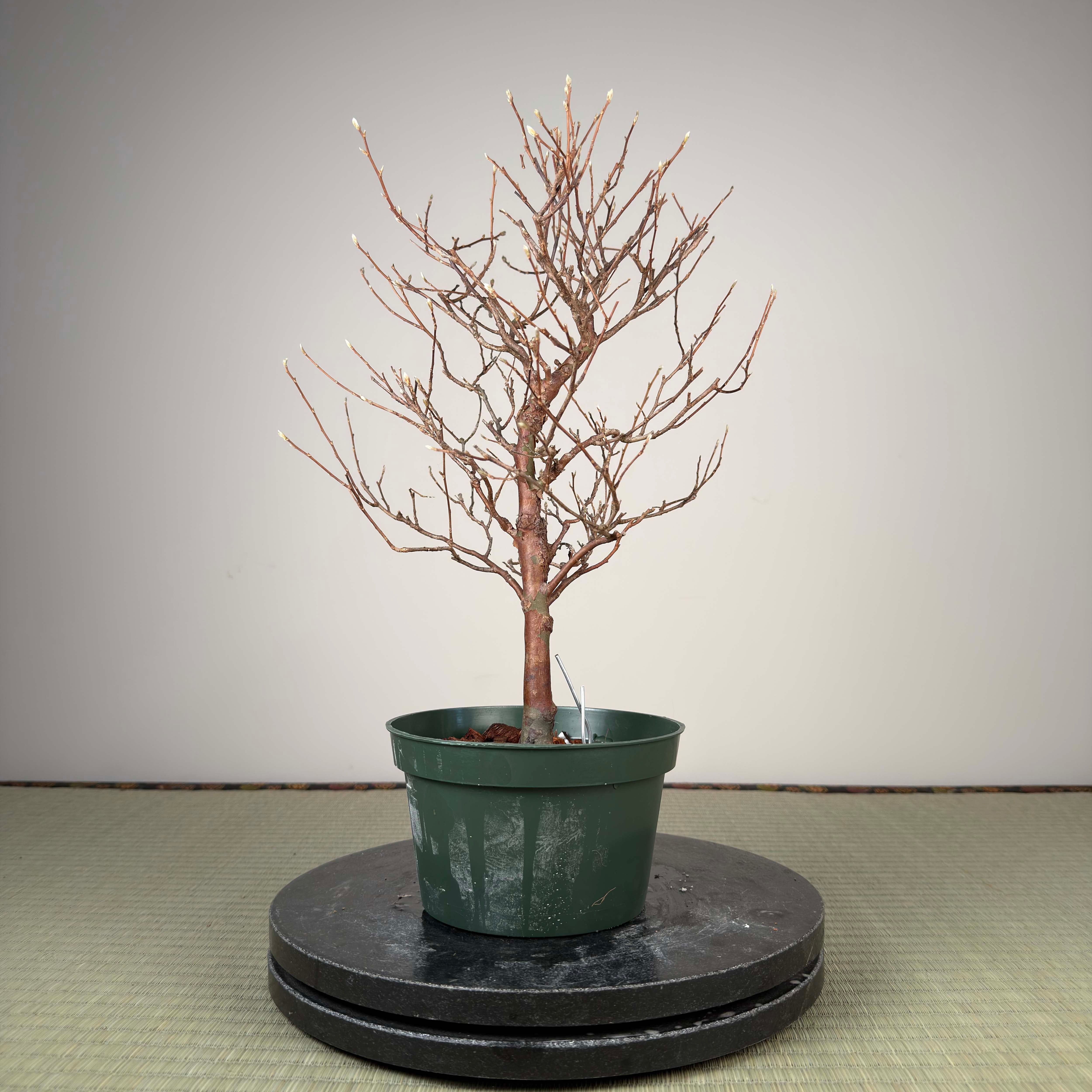 Stewartia monadelpha