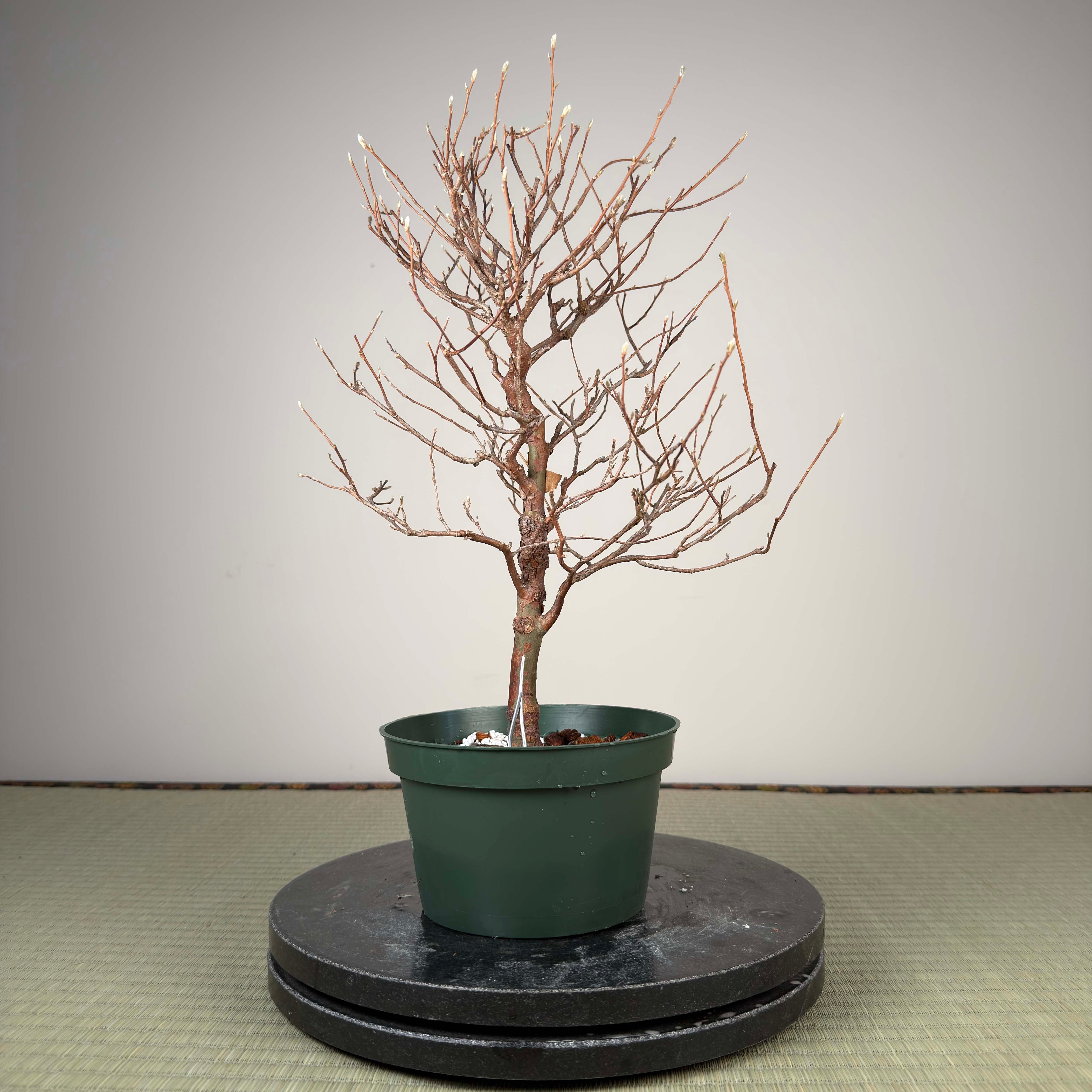 Stewartia monadelpha