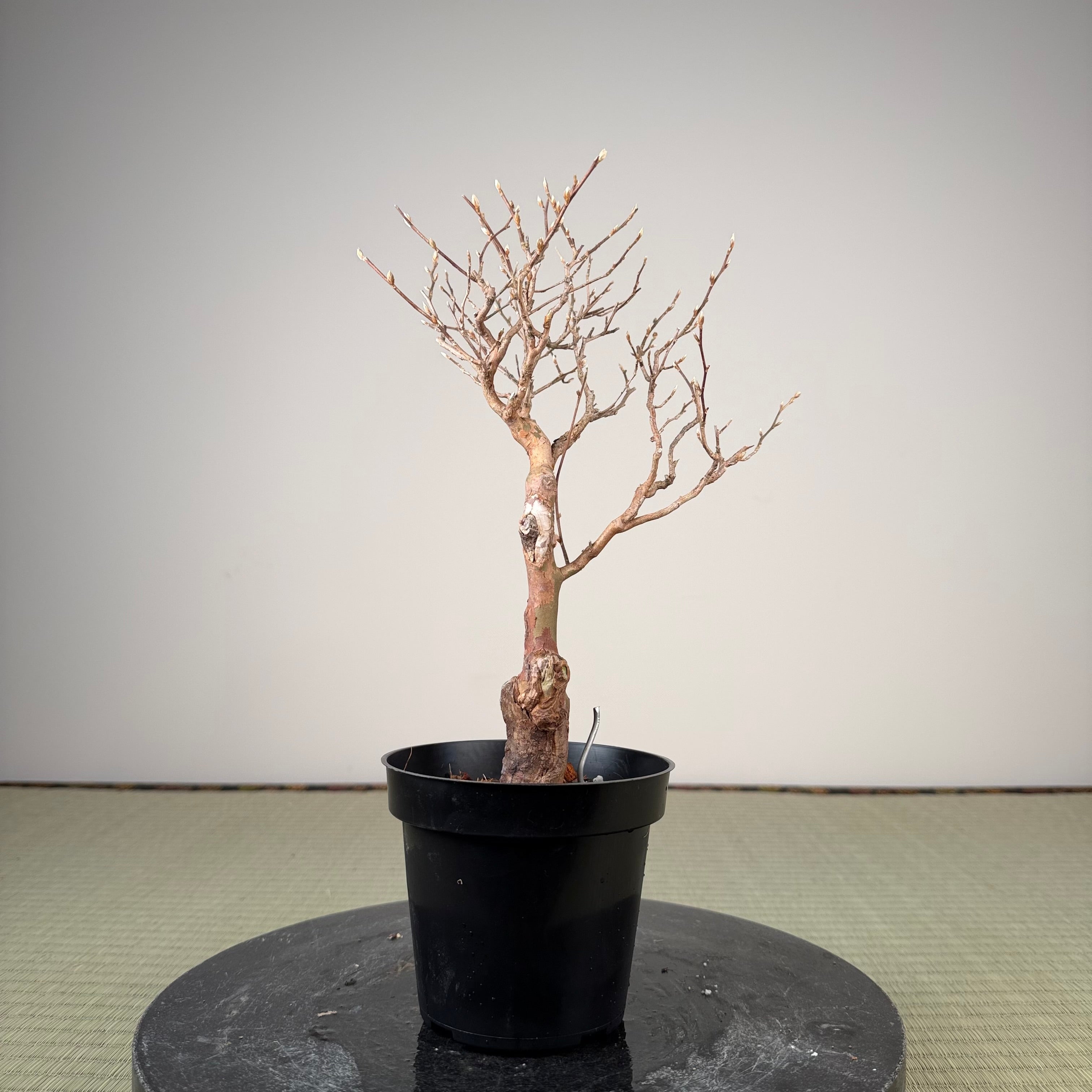 Stewartia monadelpha