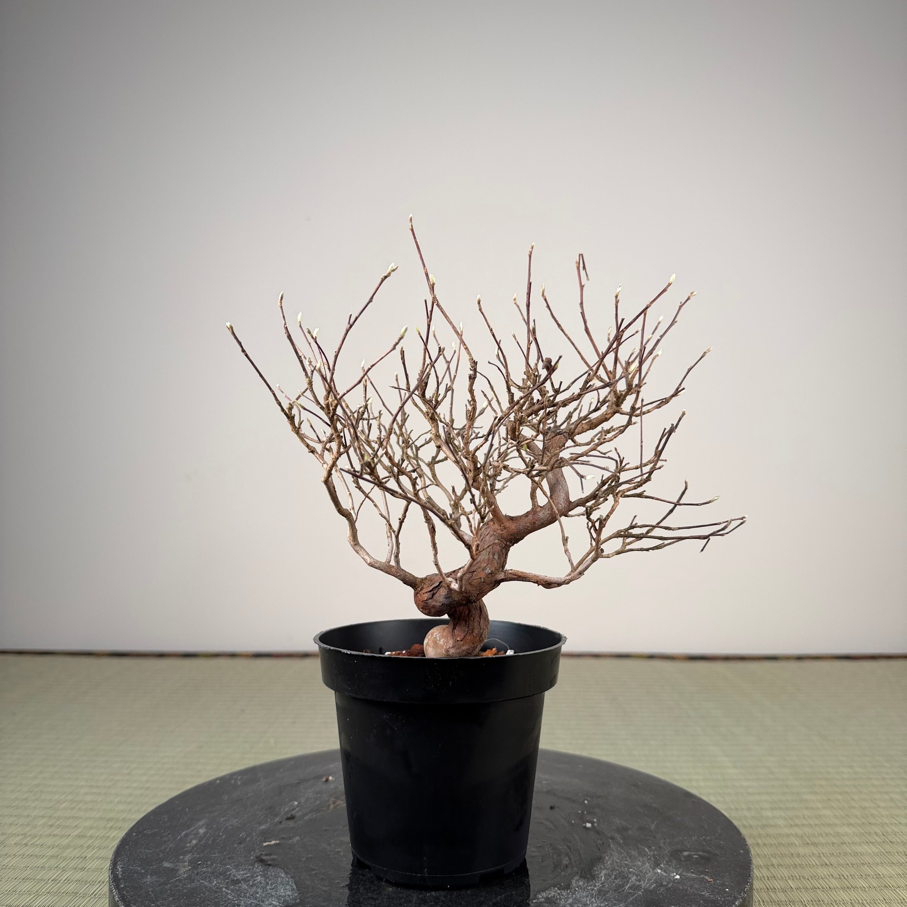 Stewartia monadelpha