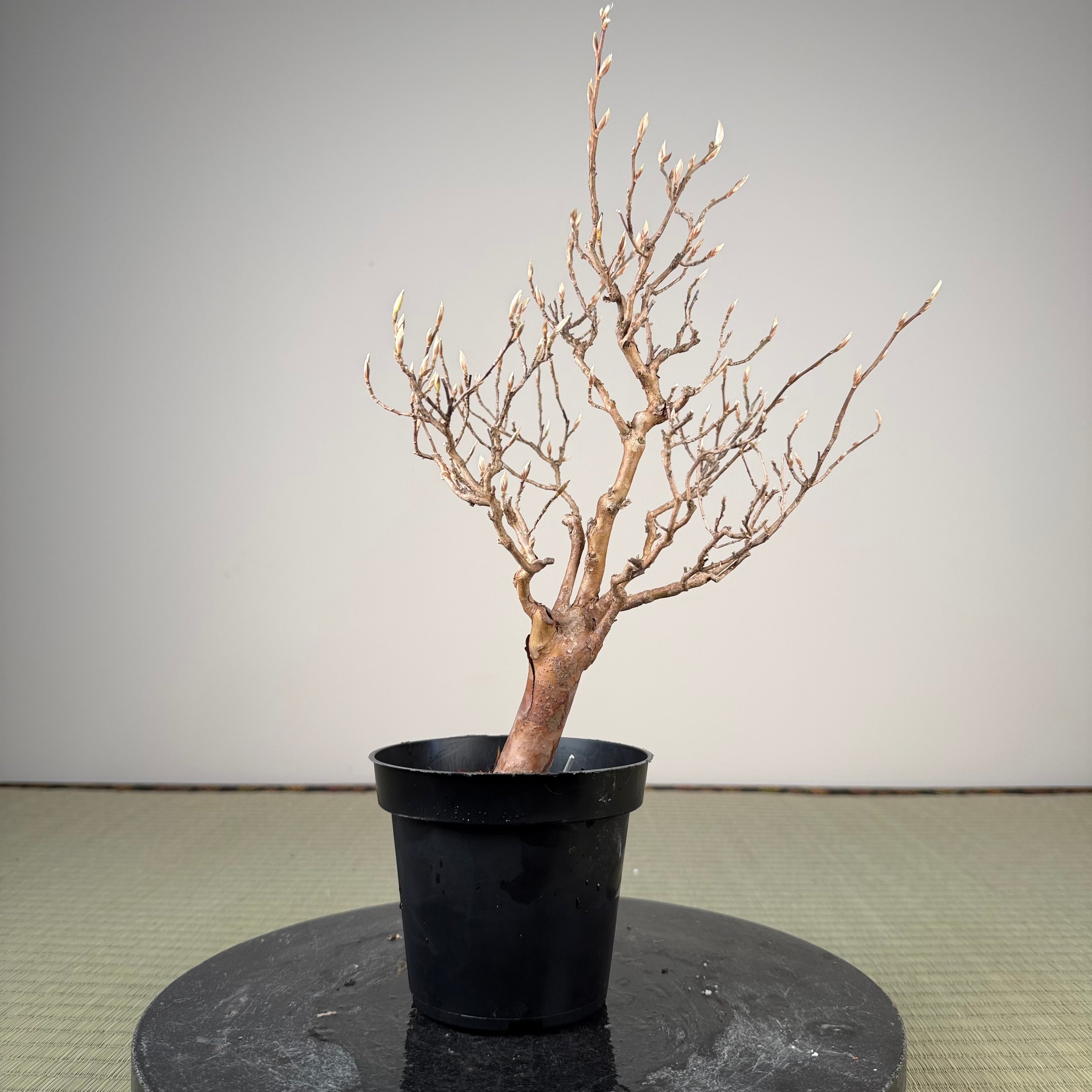 Stewartia monadelpha