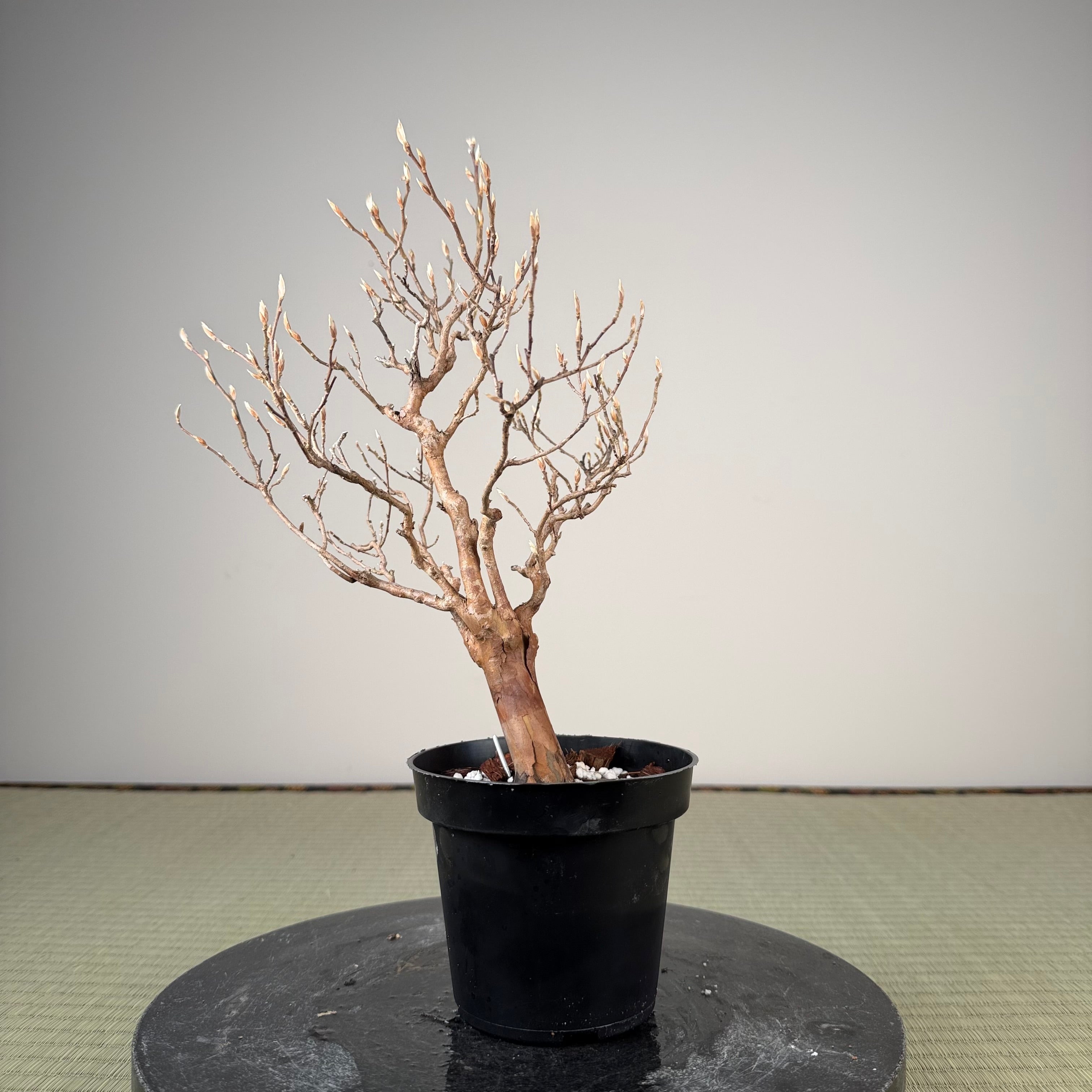 Stewartia monadelpha