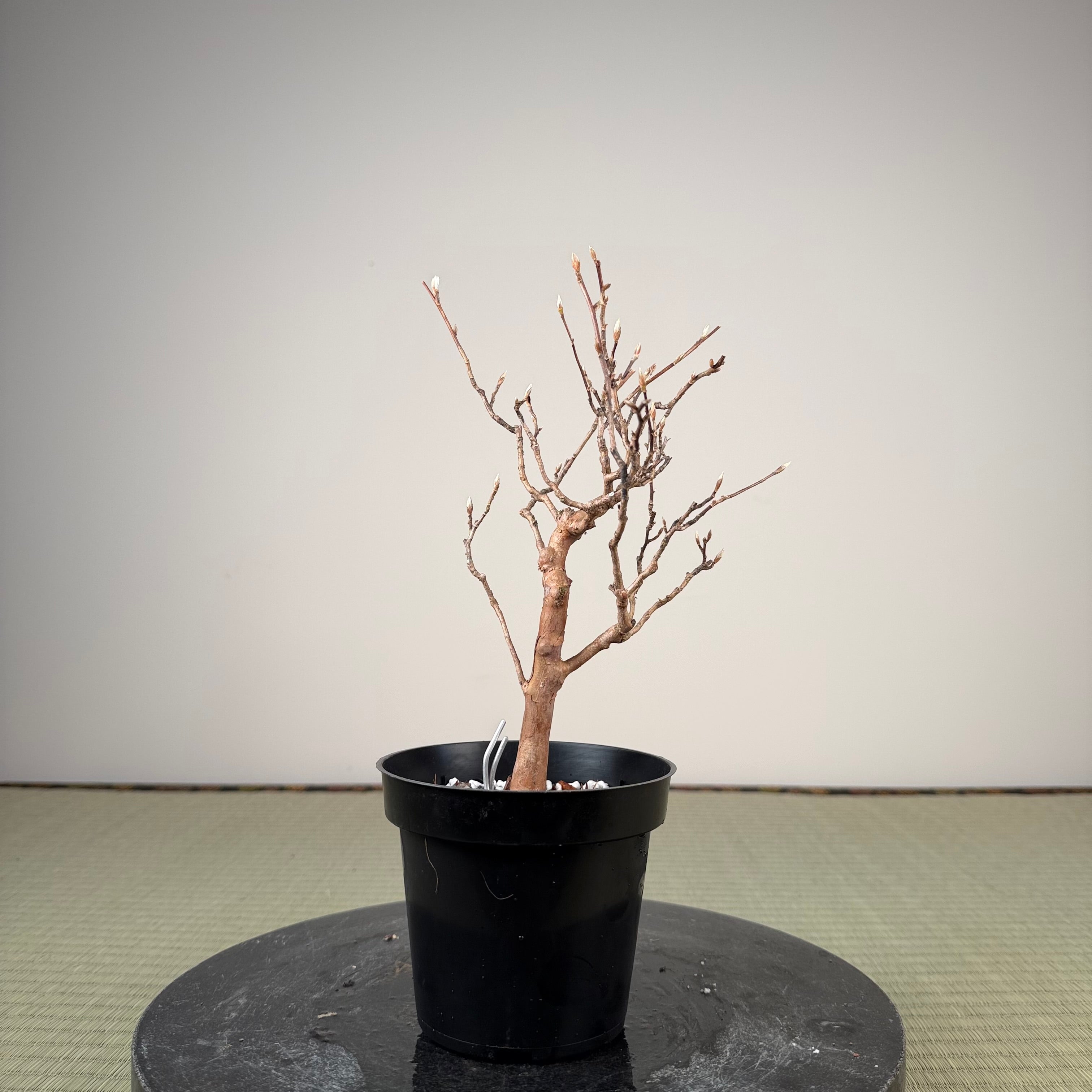 Stewartia monadelpha