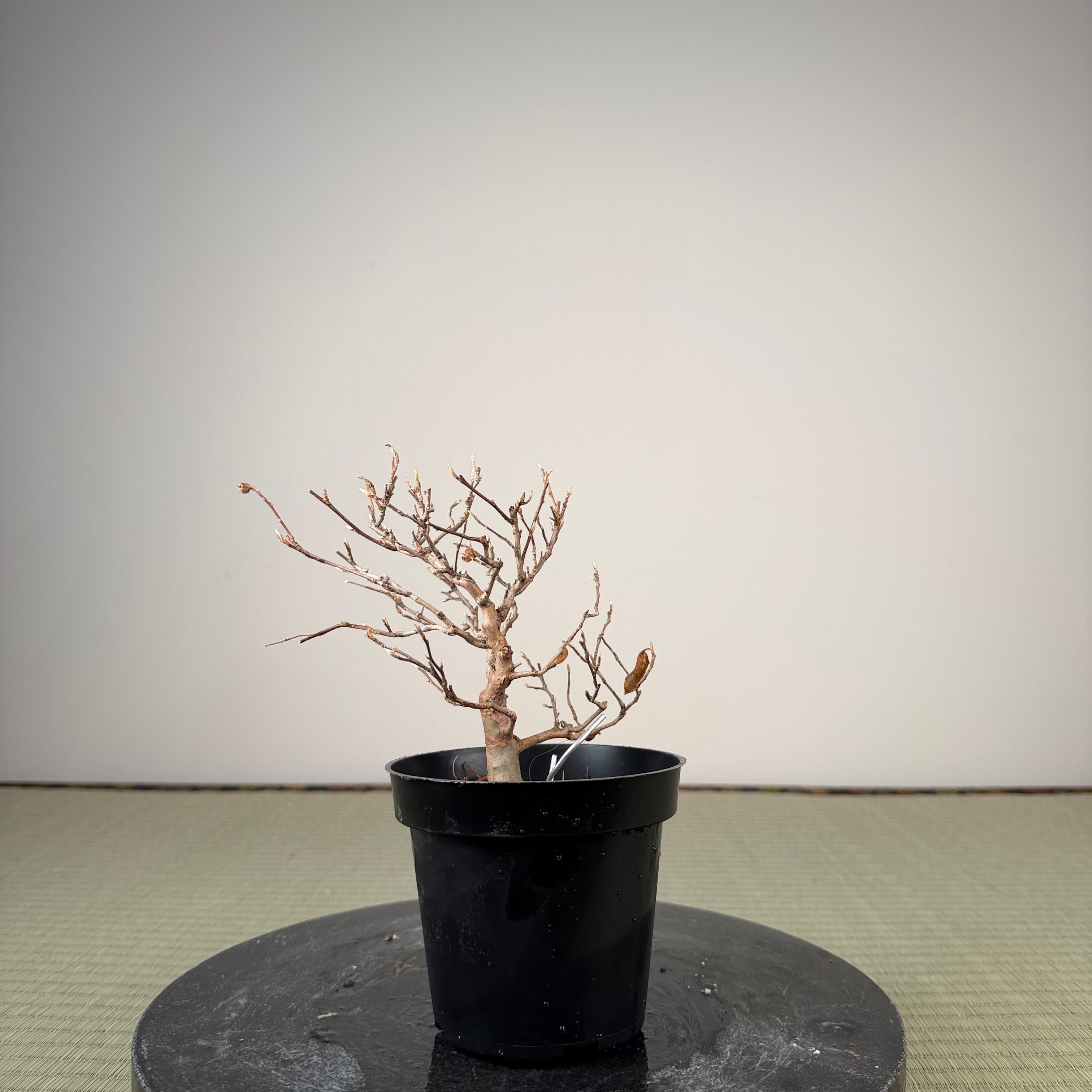 Stewartia monadelpha