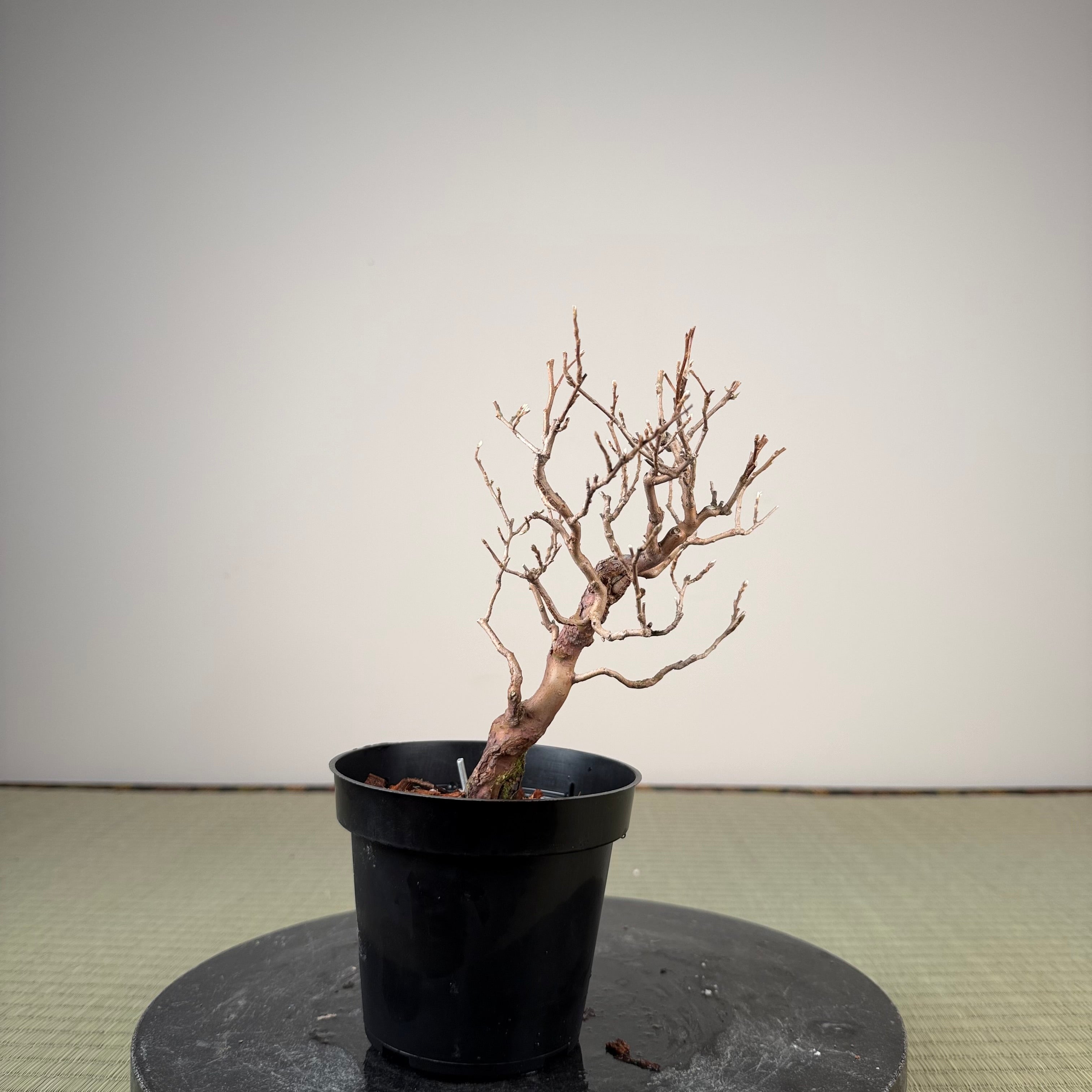 Stewartia monadelpha