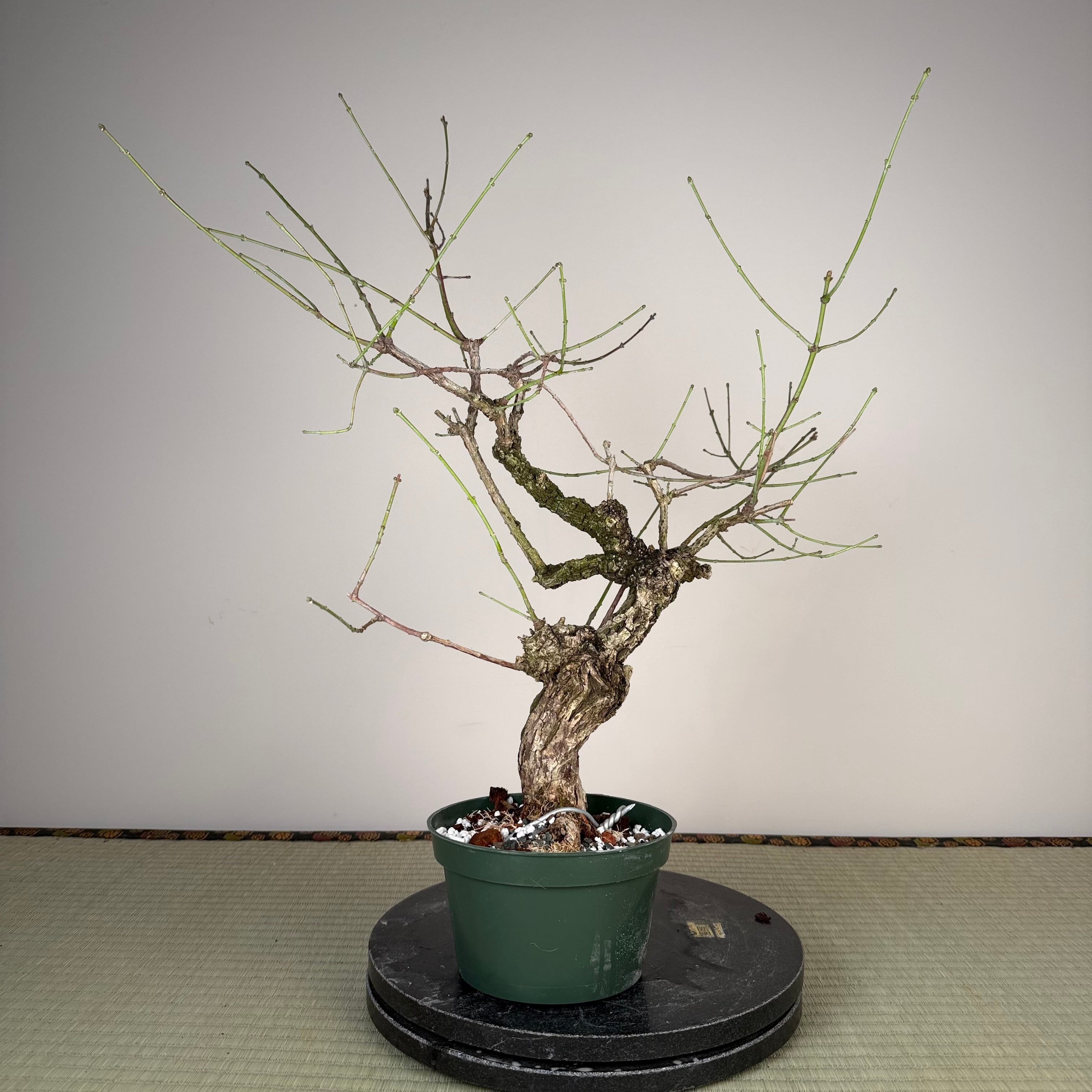 Euonymus (rough bark variety)