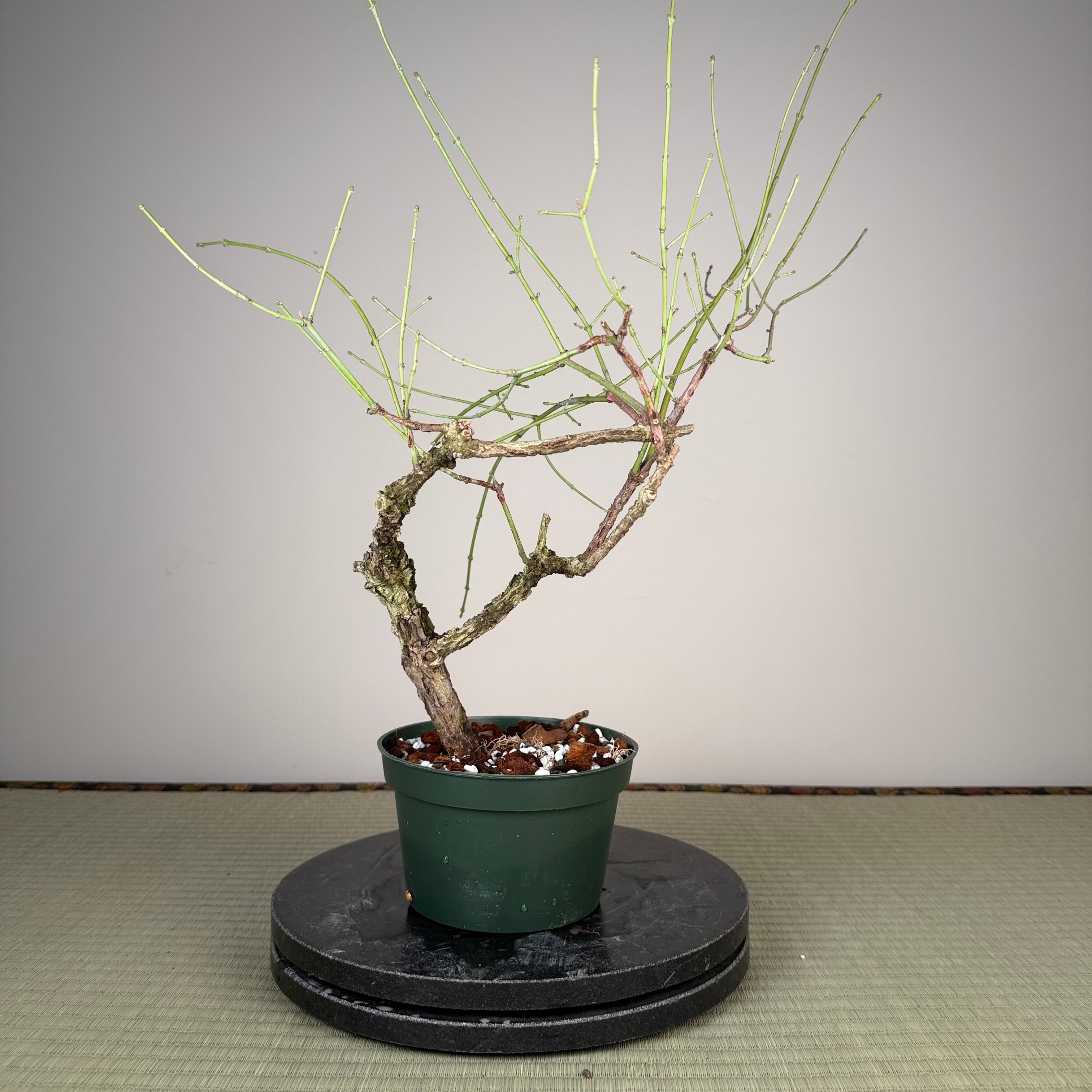 Euonymus (rough bark variety)