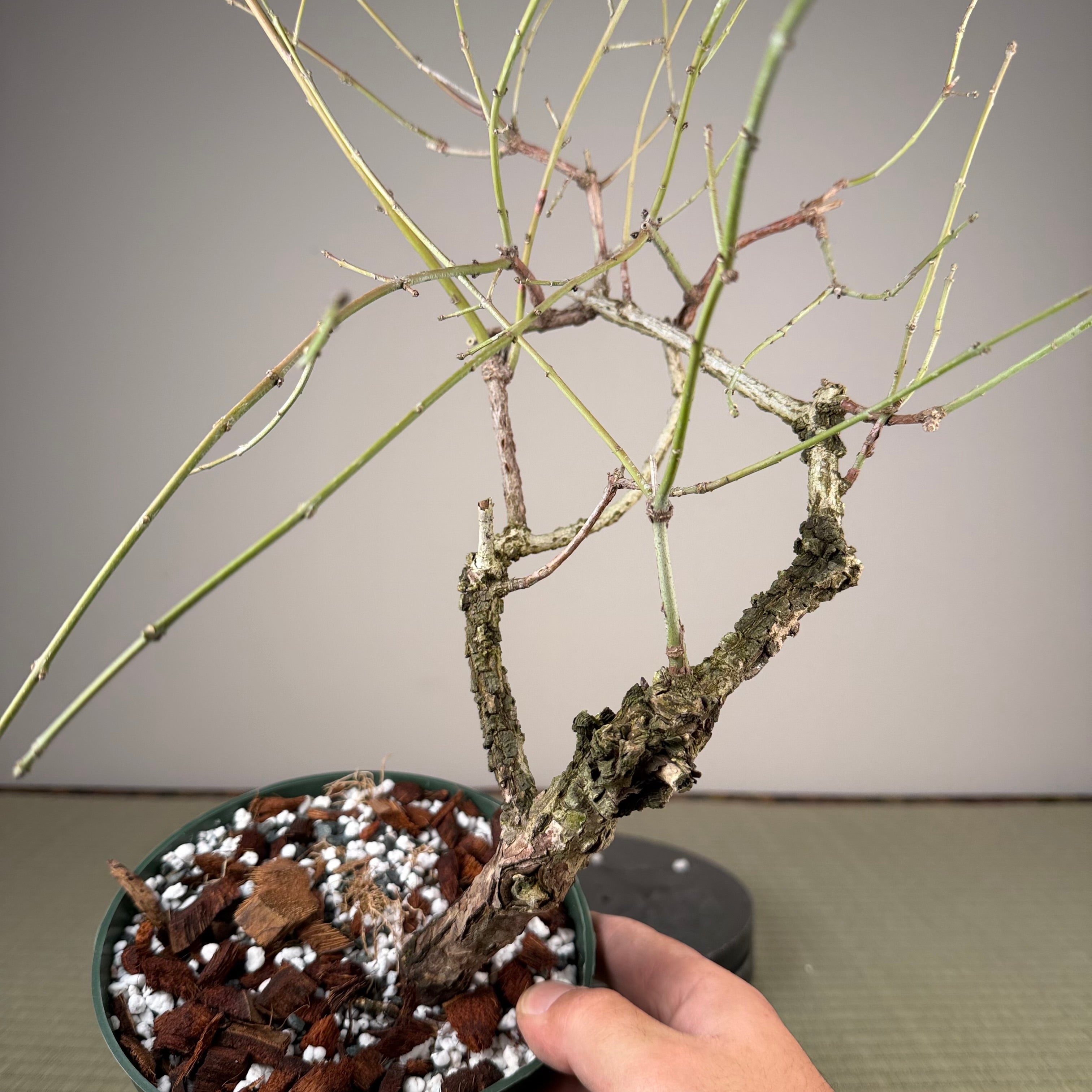 Euonymus (rough bark variety)