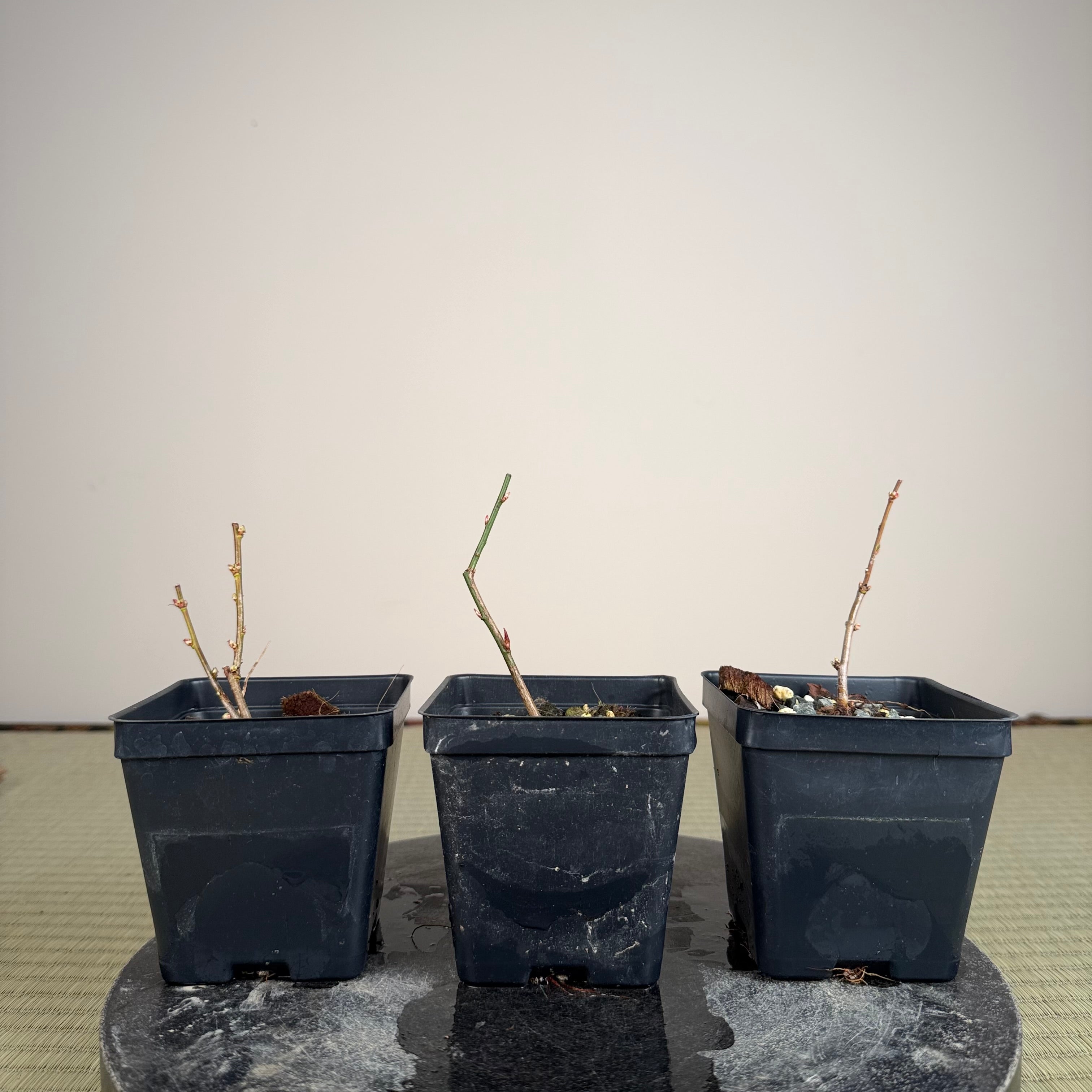 Prunus mume (flowering; size 1)