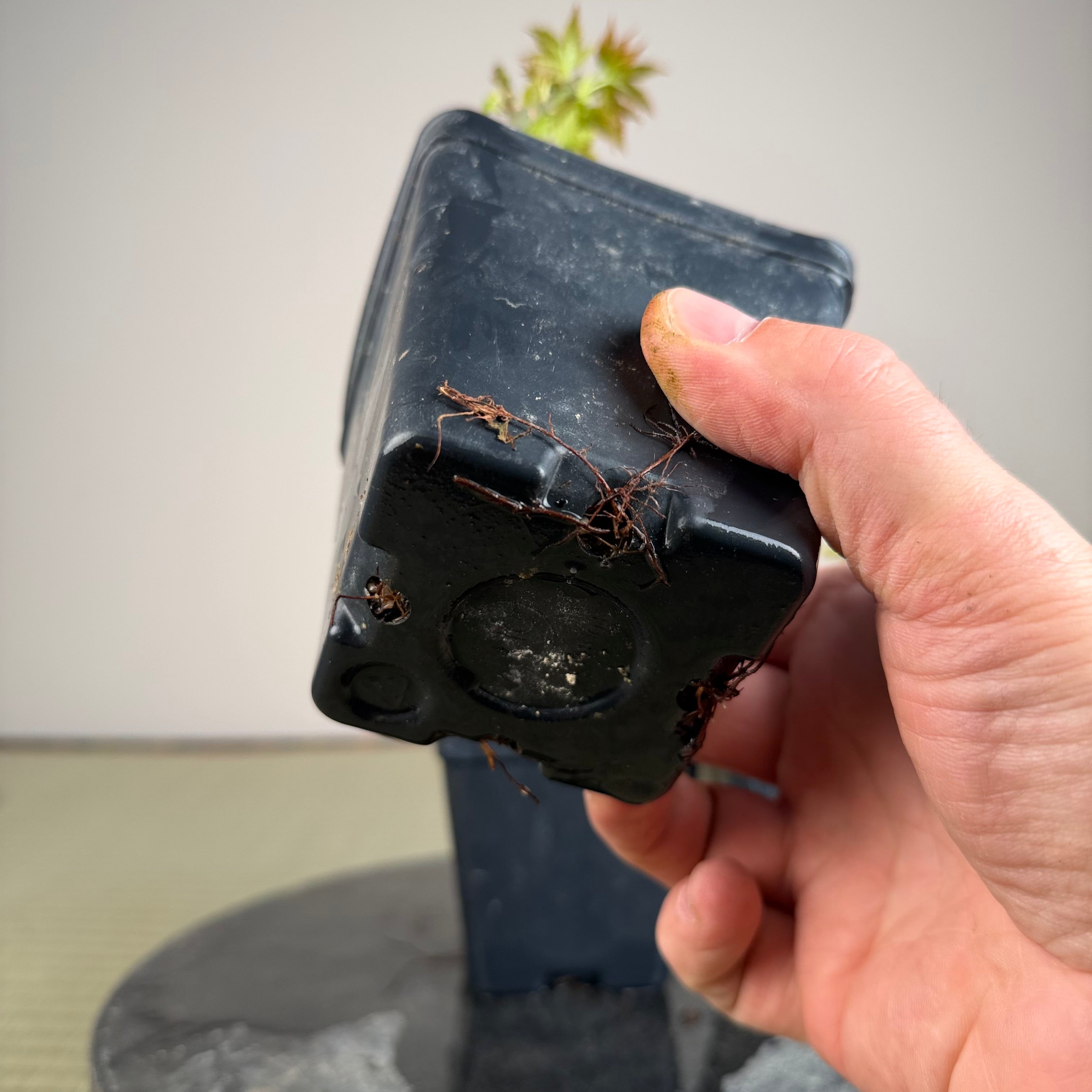 Acer palmatum 'Kotohime'