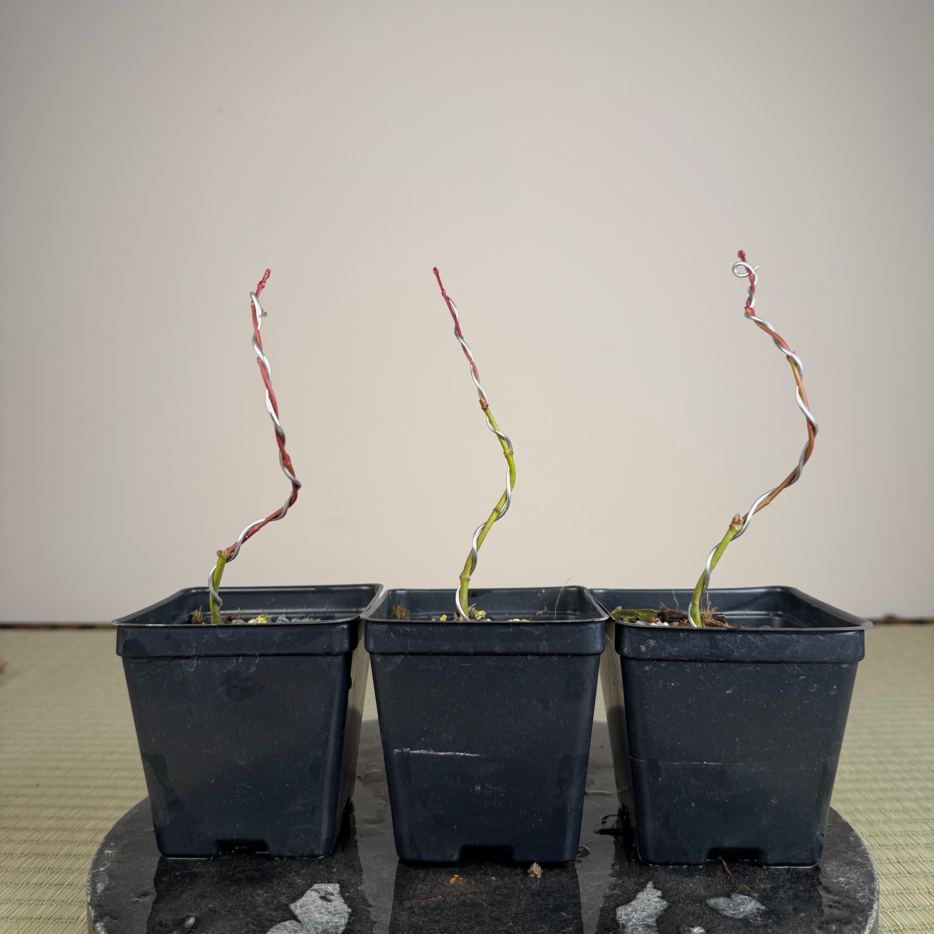 Acer palmatum 'Johnny's Pink' (wired)