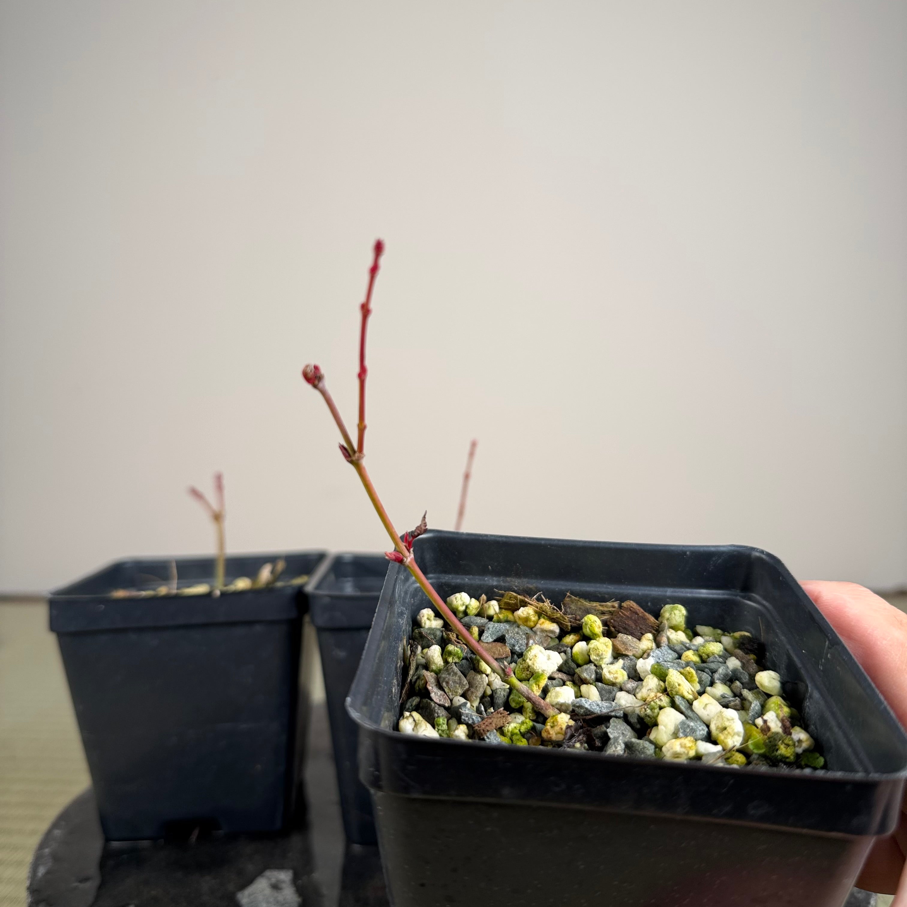 Acer palmatum 'Katsura' (taille réduite)