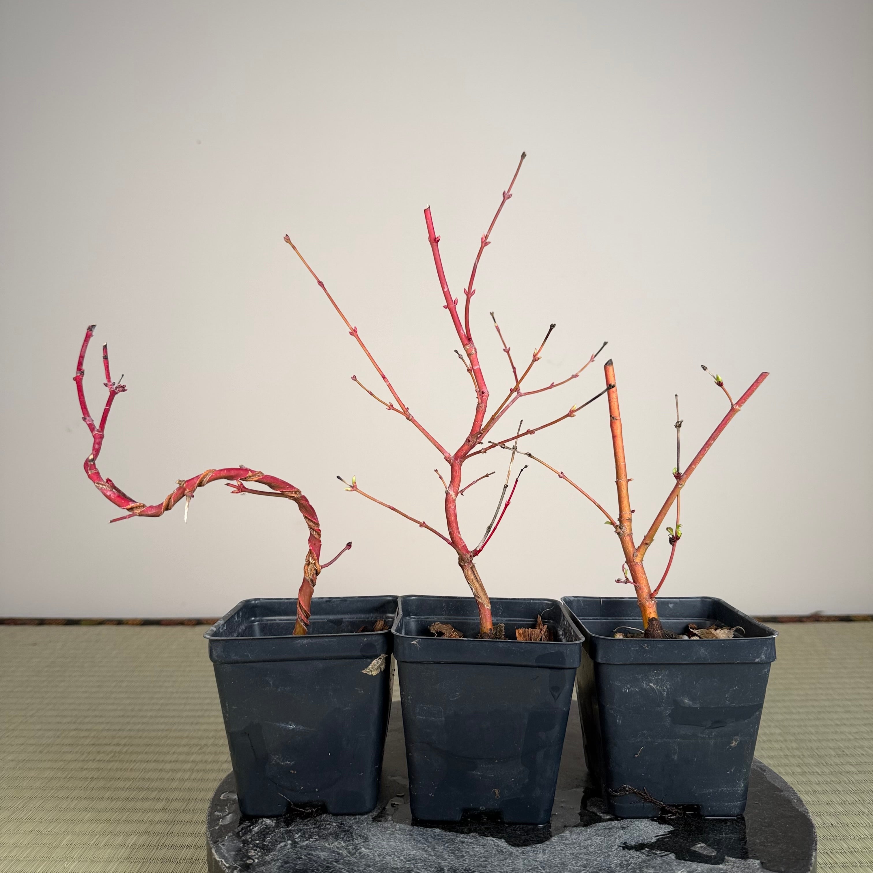 Acer palmatum 'Katsura' (taille réduite)