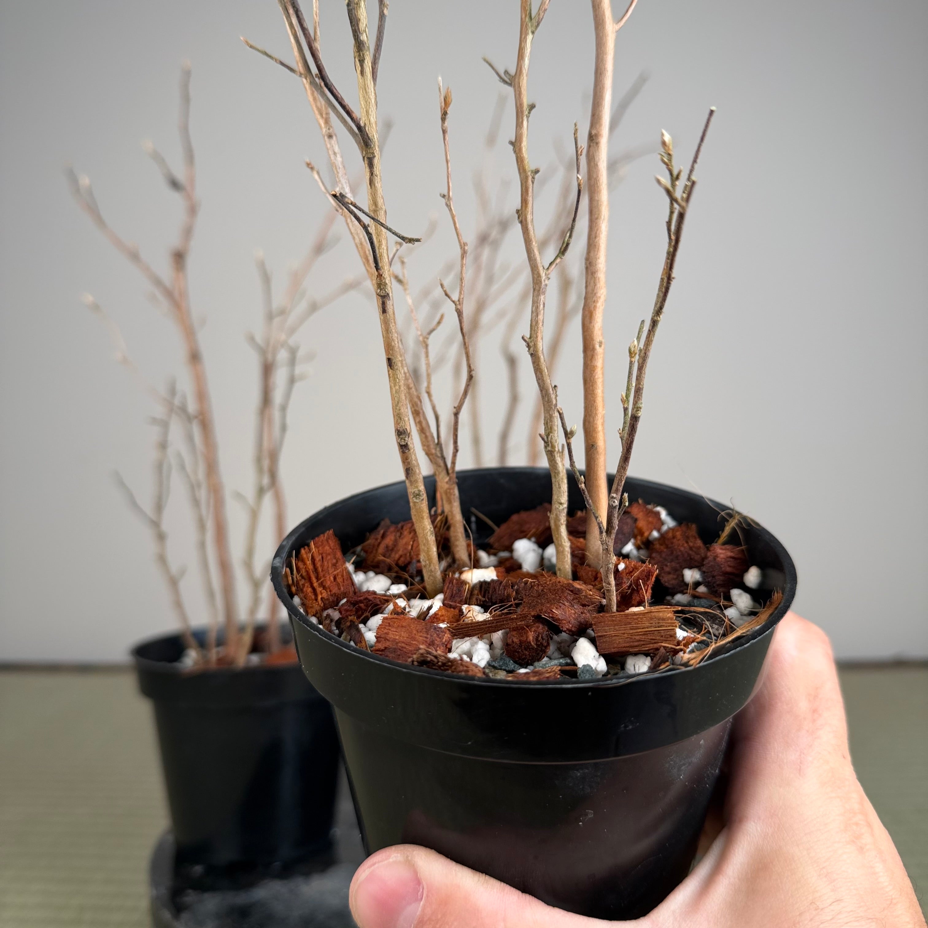 Stewartia monadelpha (5 trunk pots)