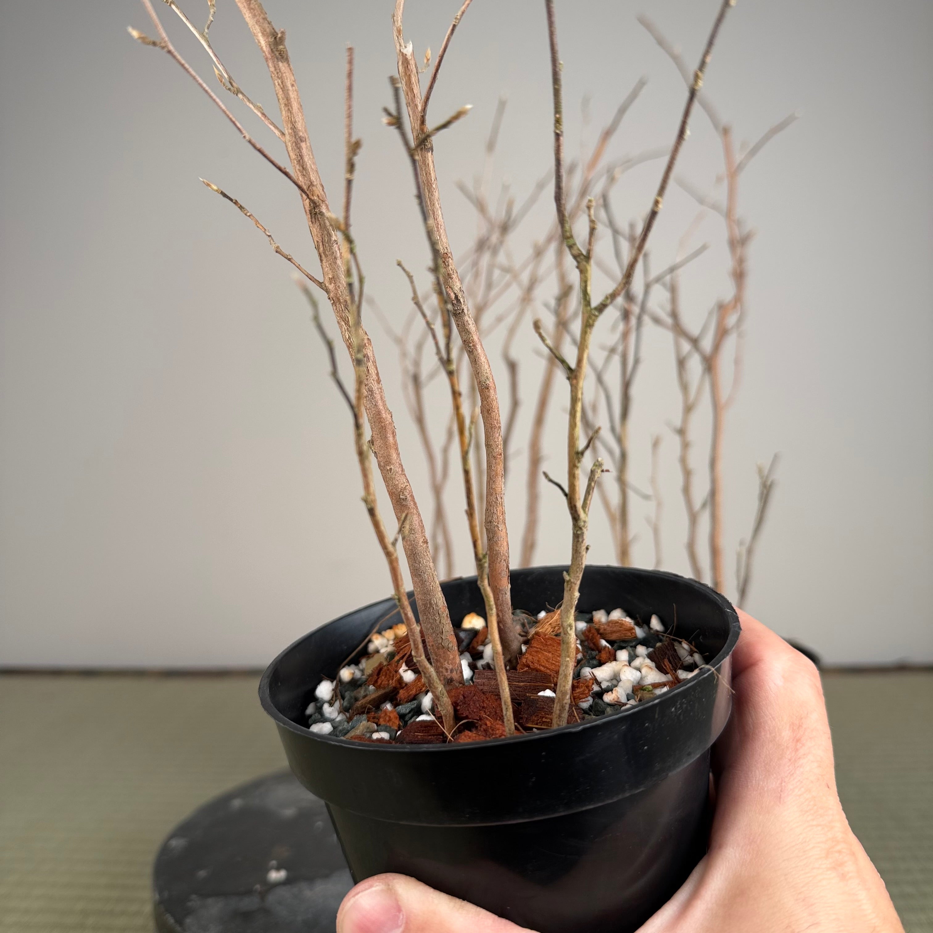 Stewartia monadelpha (5 trunk pots)