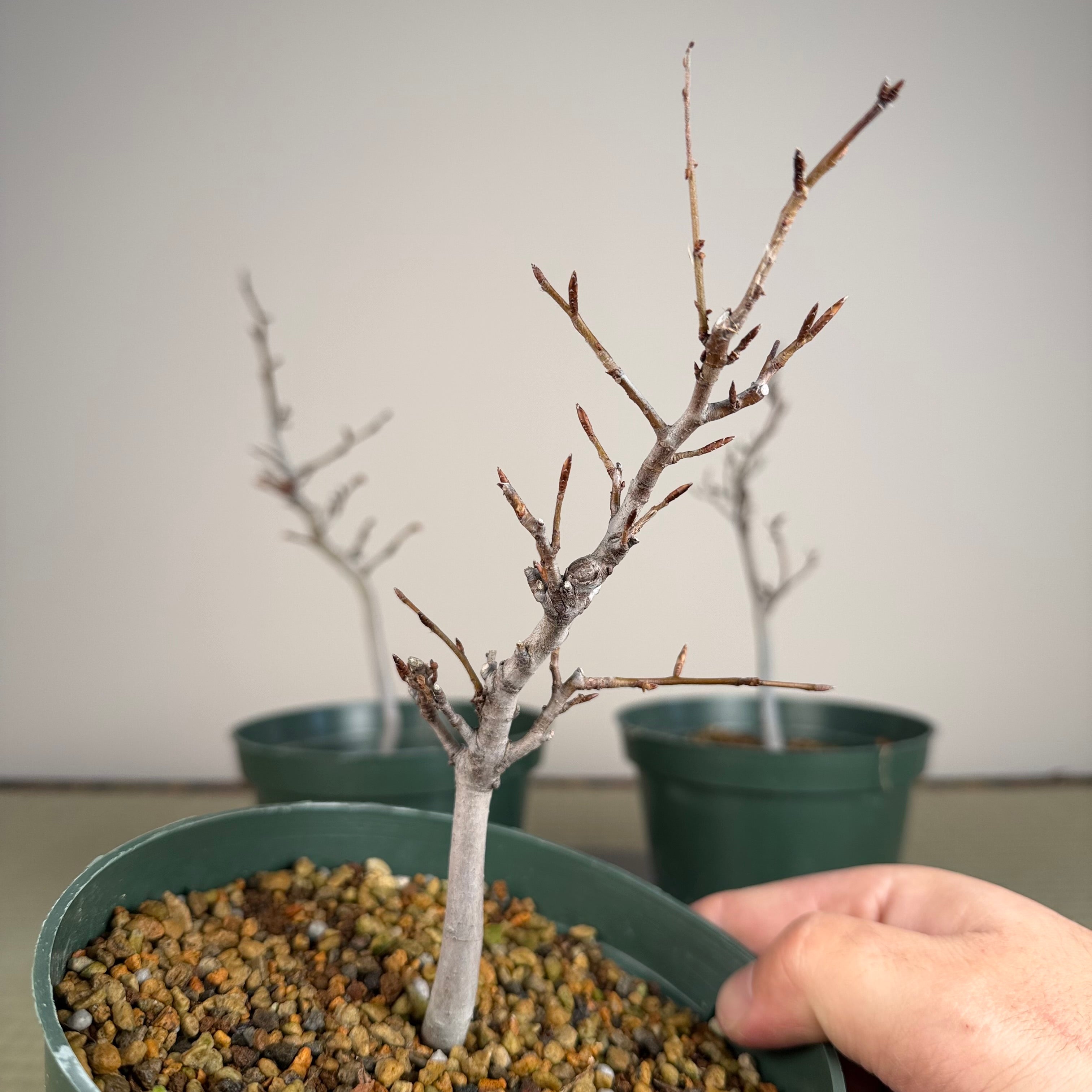 Fagus crenata (see note)