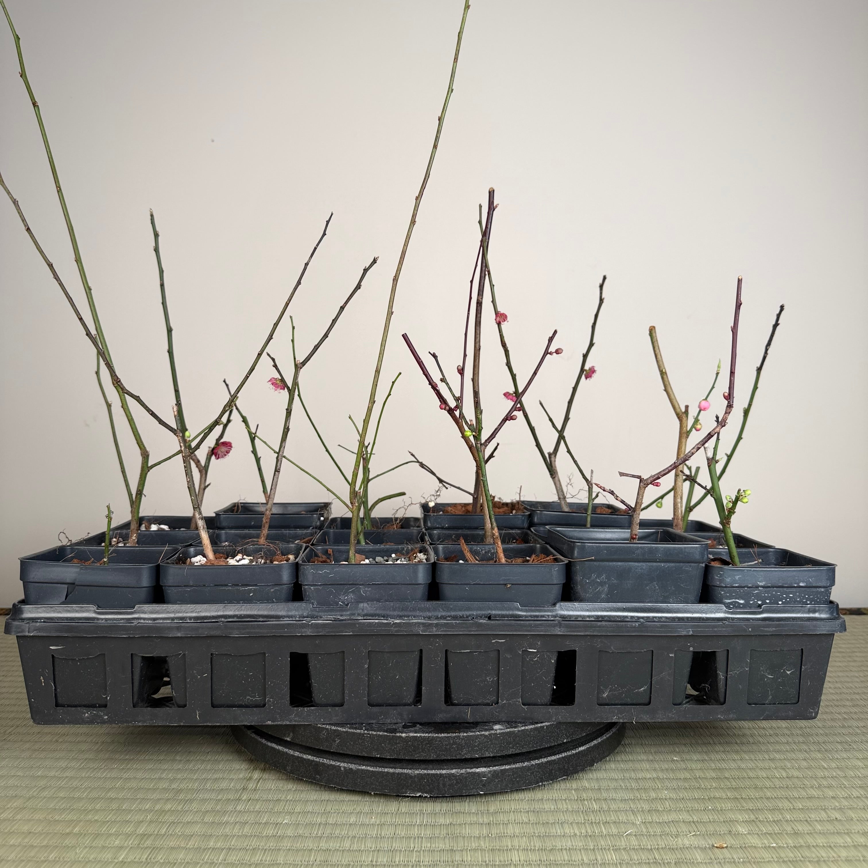 Prunus mume (flowering; size 2)