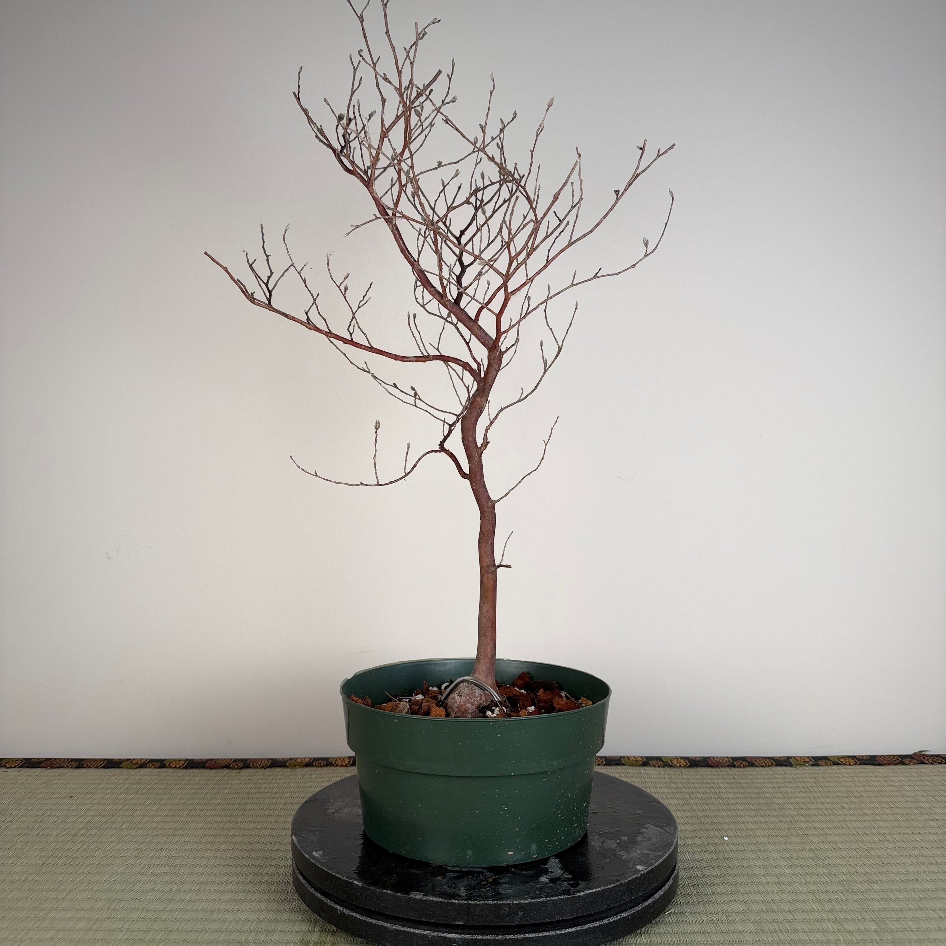 Stewartia monadelpha