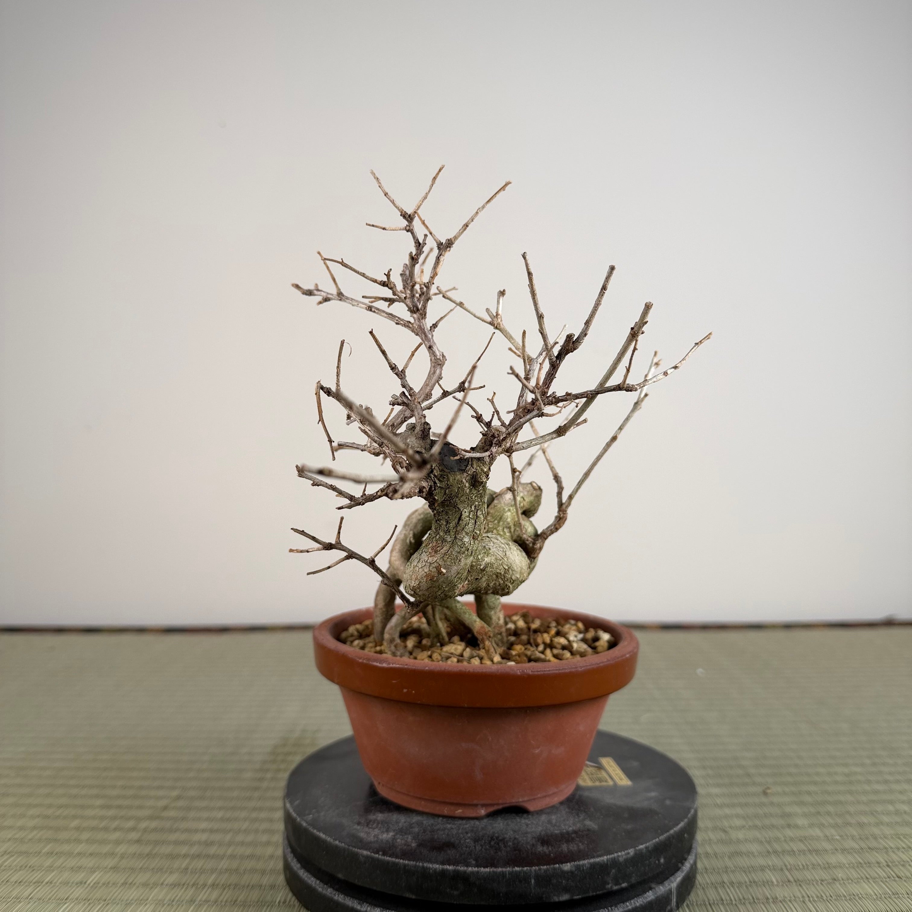 Symplocos sawafutagi