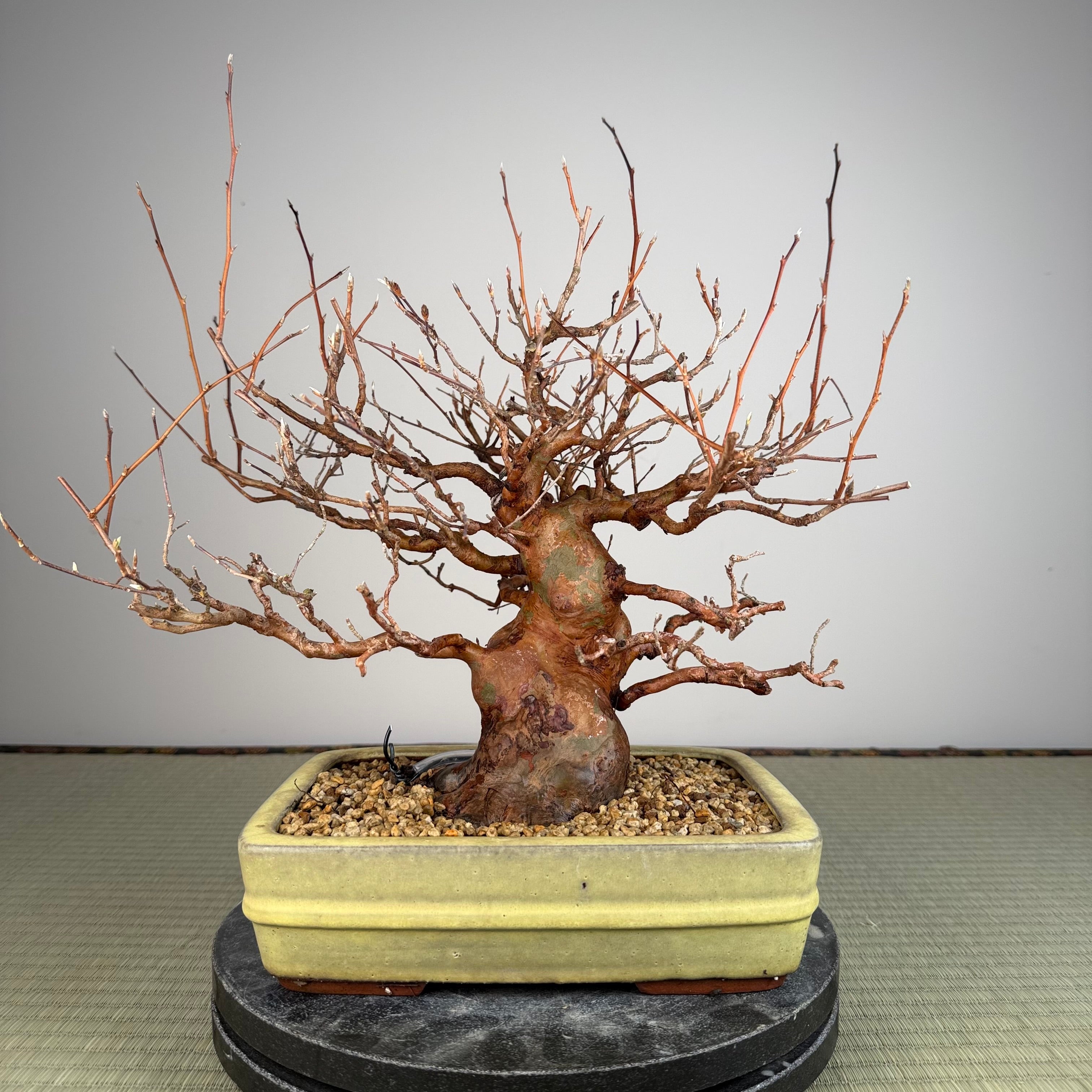 Stewartia monadelpha