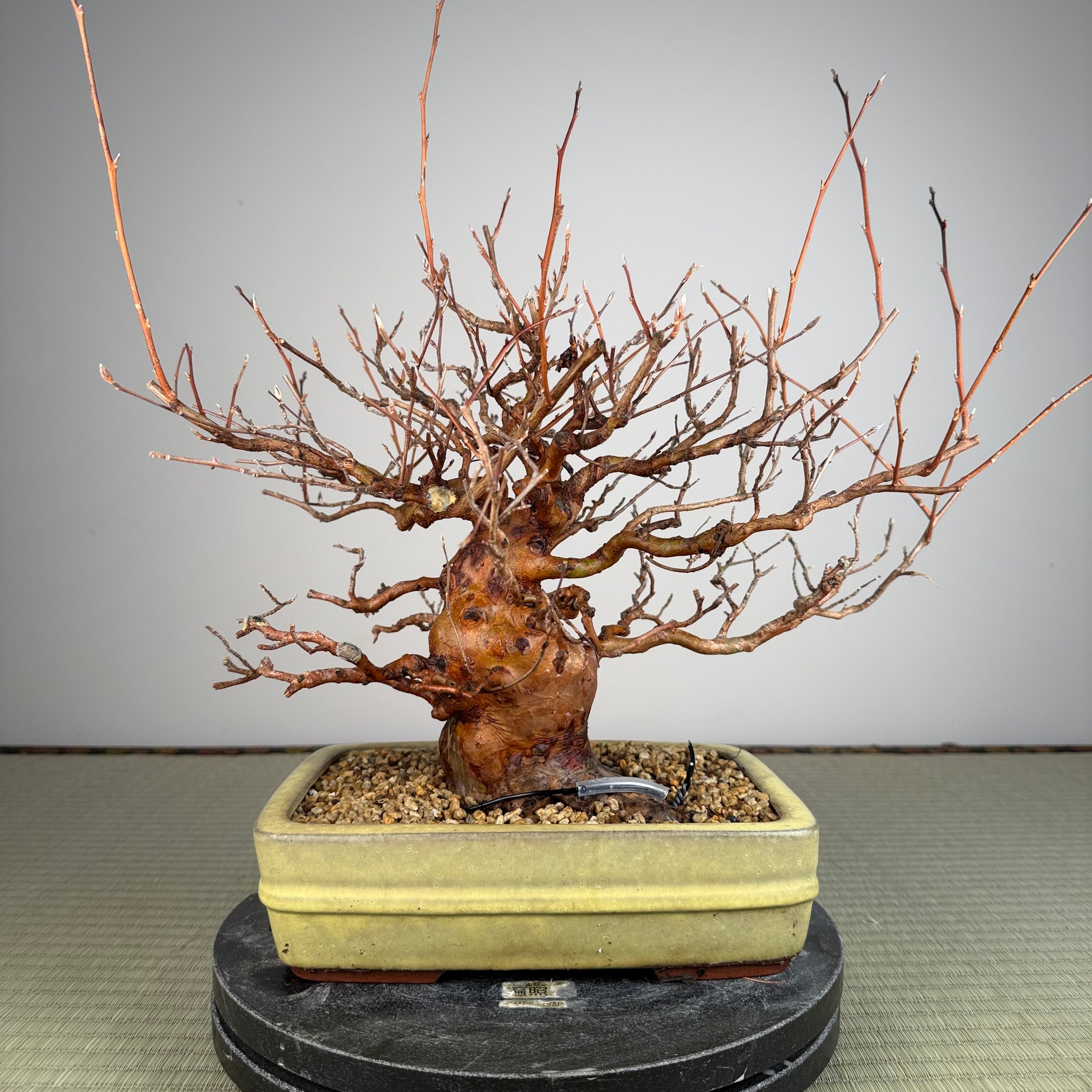 Stewartia monadelpha