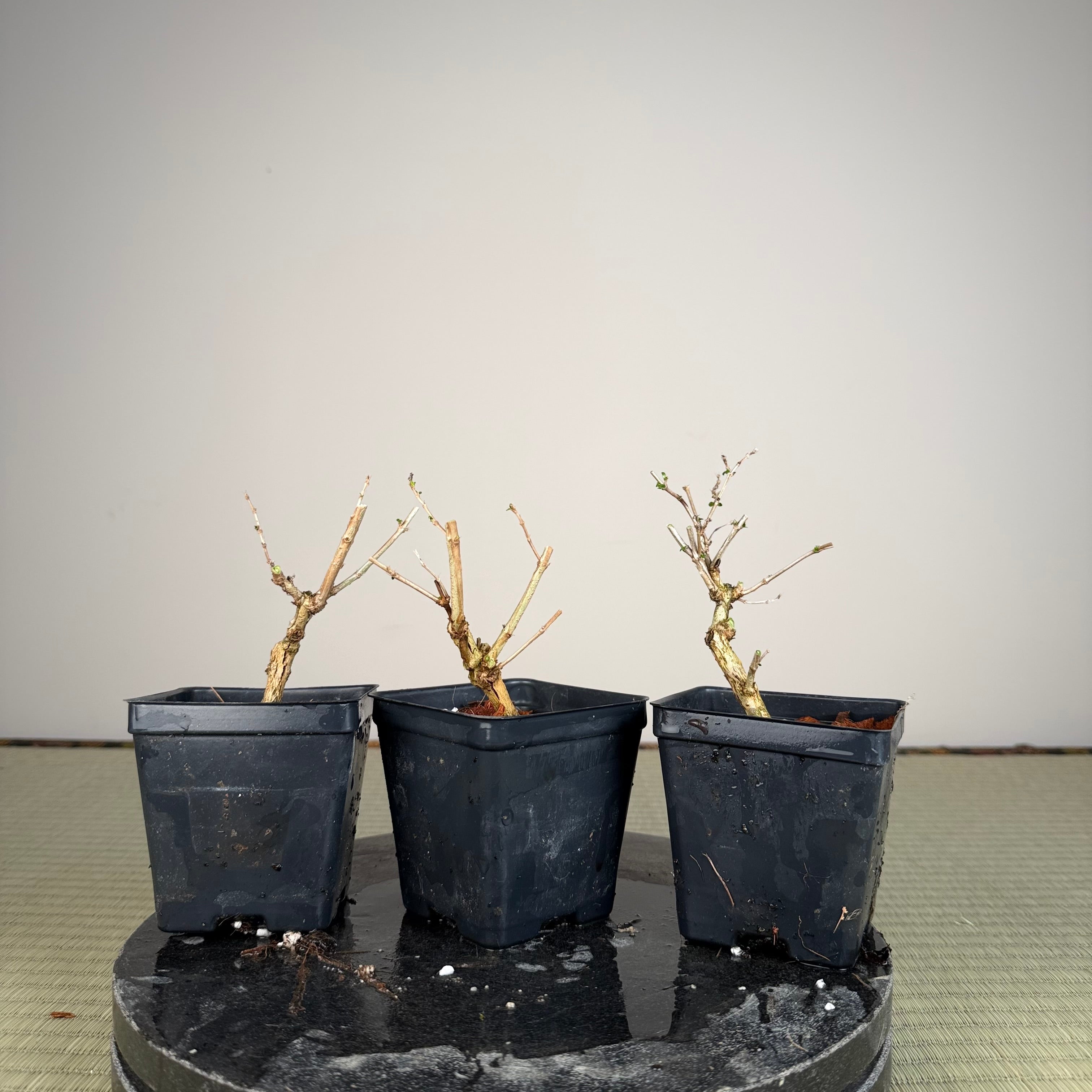 Serissa Japonica 'Flore Pleno'