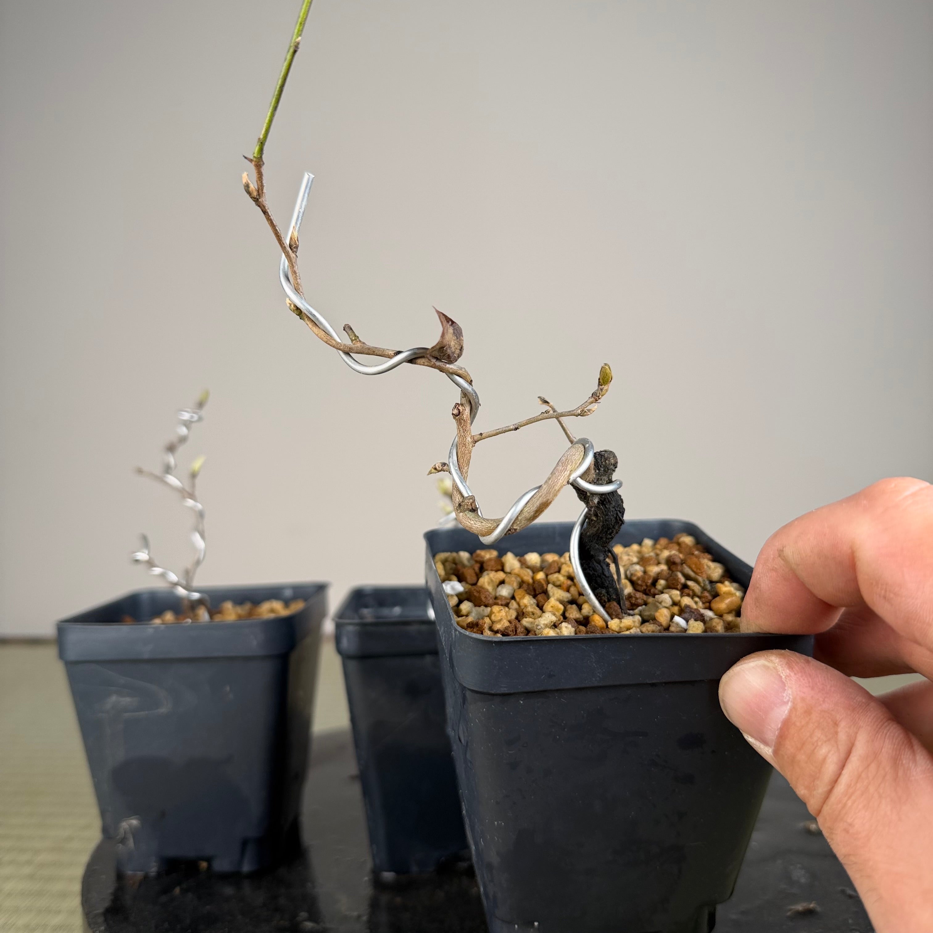 Diospyros rhombifolia (root cutting) 'Sekaiichi'