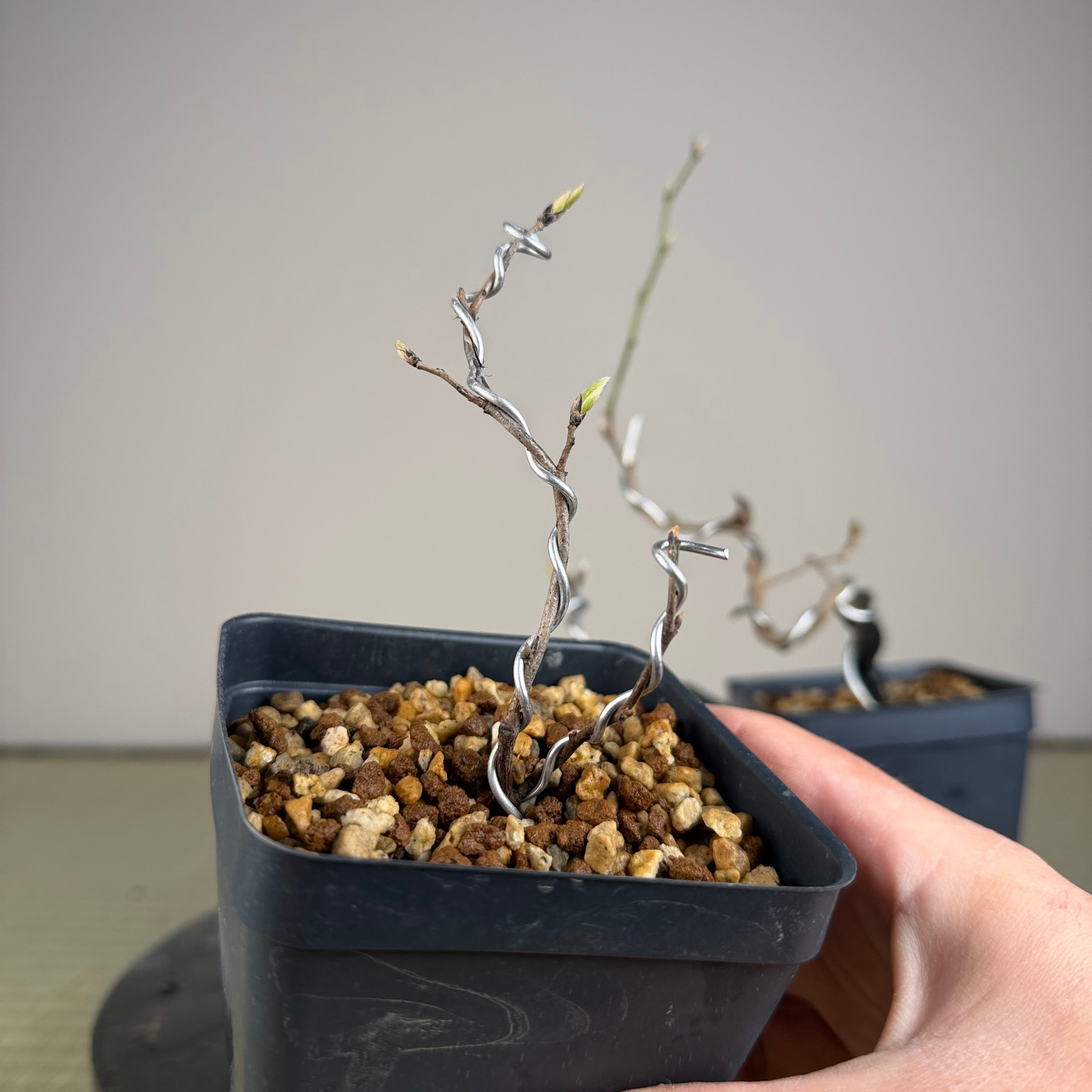 Diospyros rhombifolia (root cutting) 'Sekaiichi'