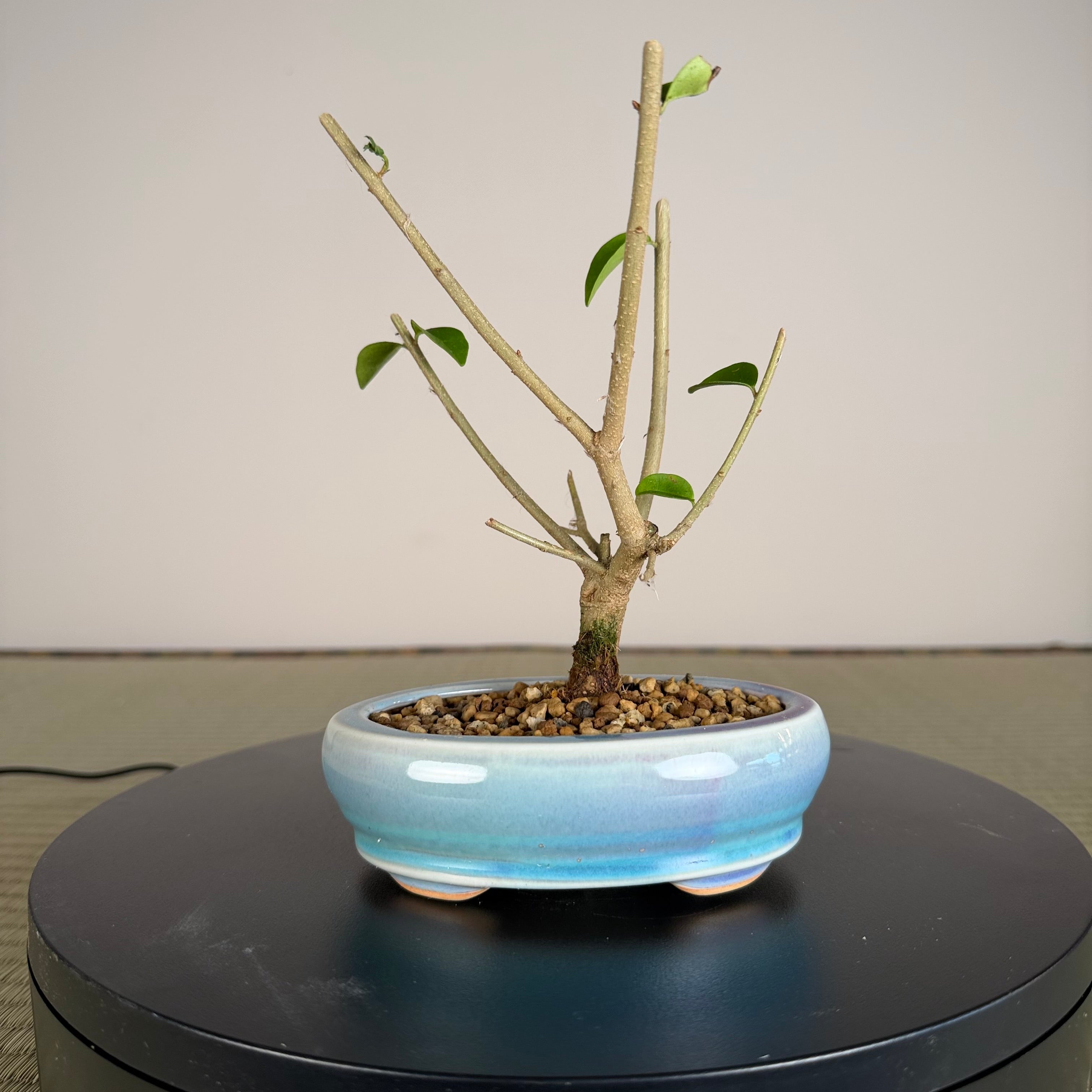Chinese Privet