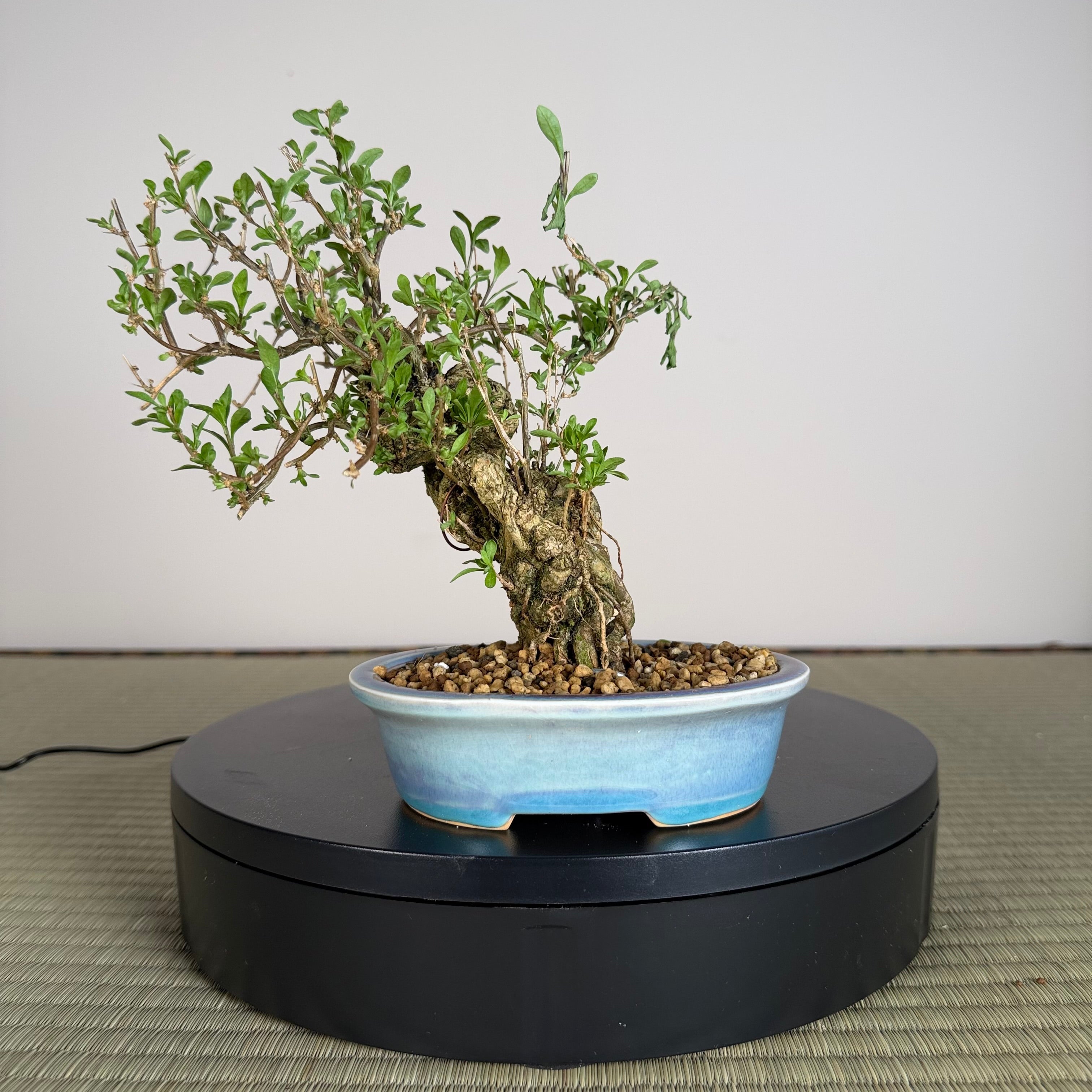Beginner Bonsai