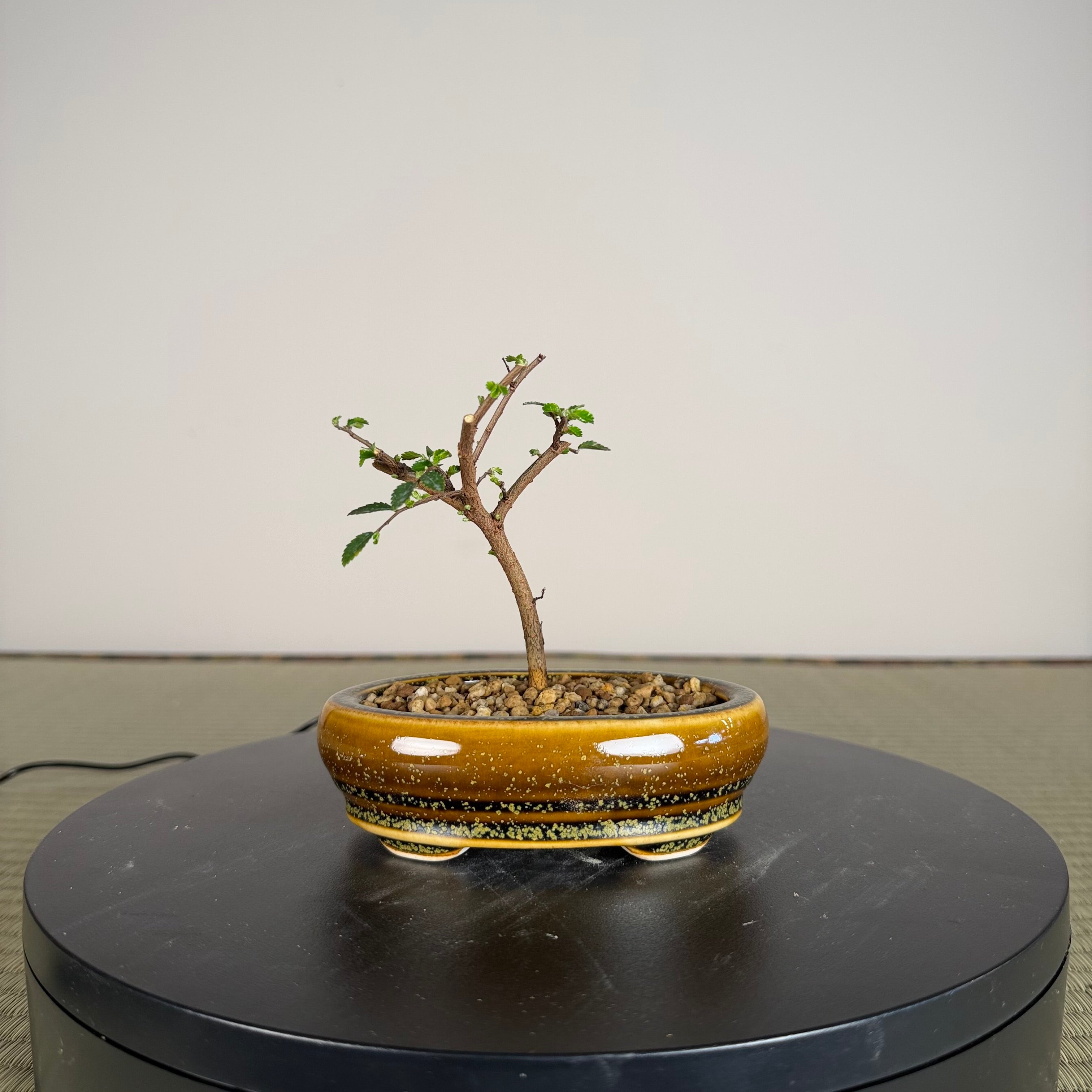 Beginner Bonsai
