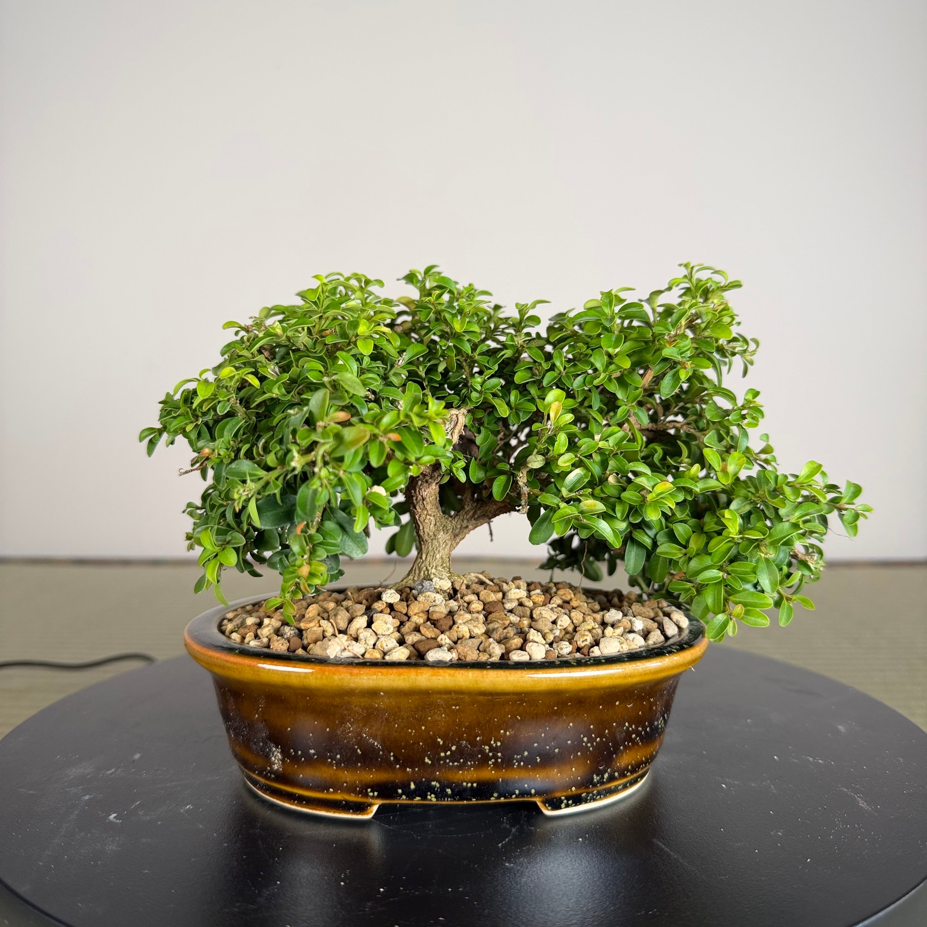 Kingsville Boxwood