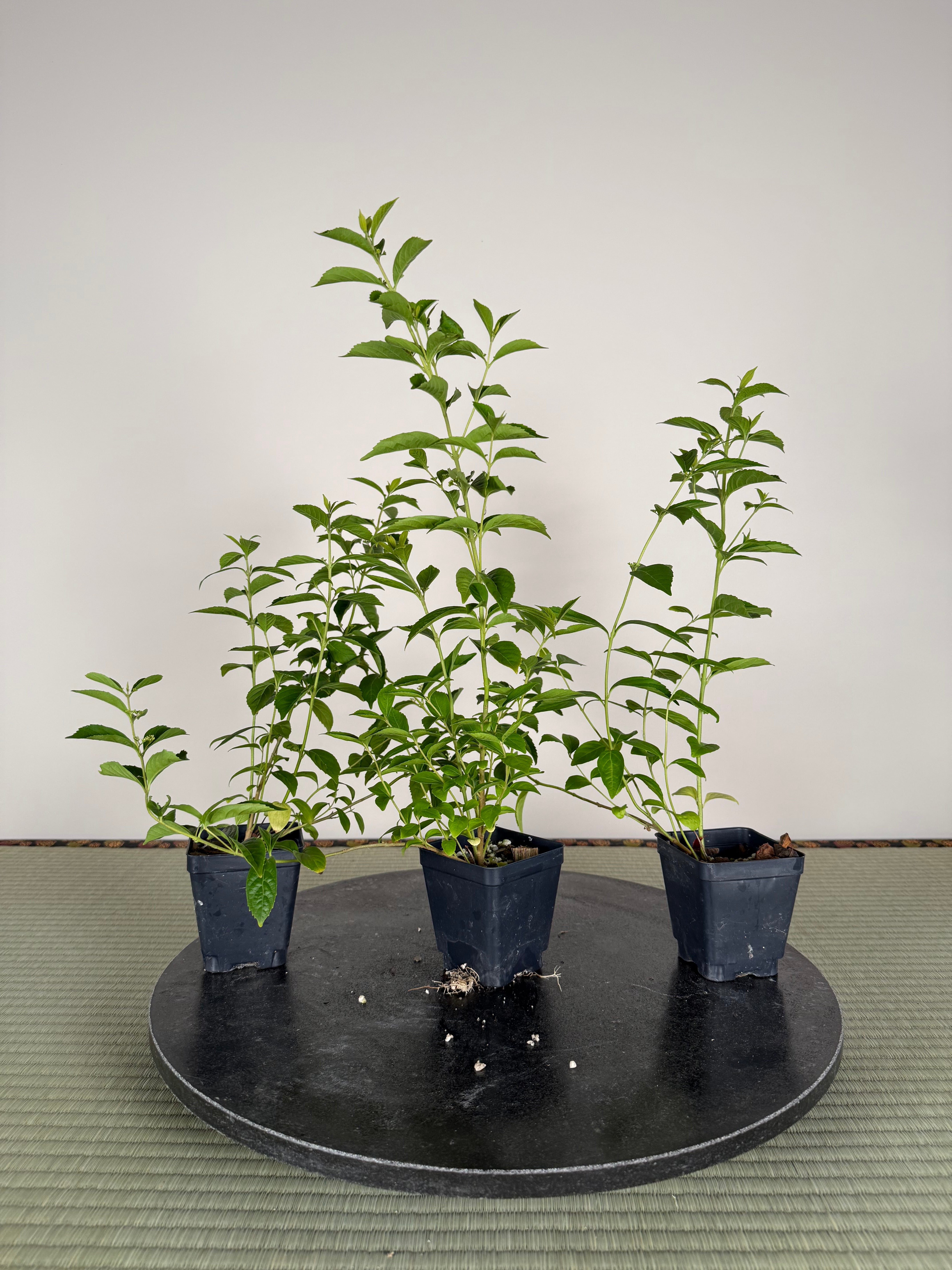 Callicarpa japonica (white)