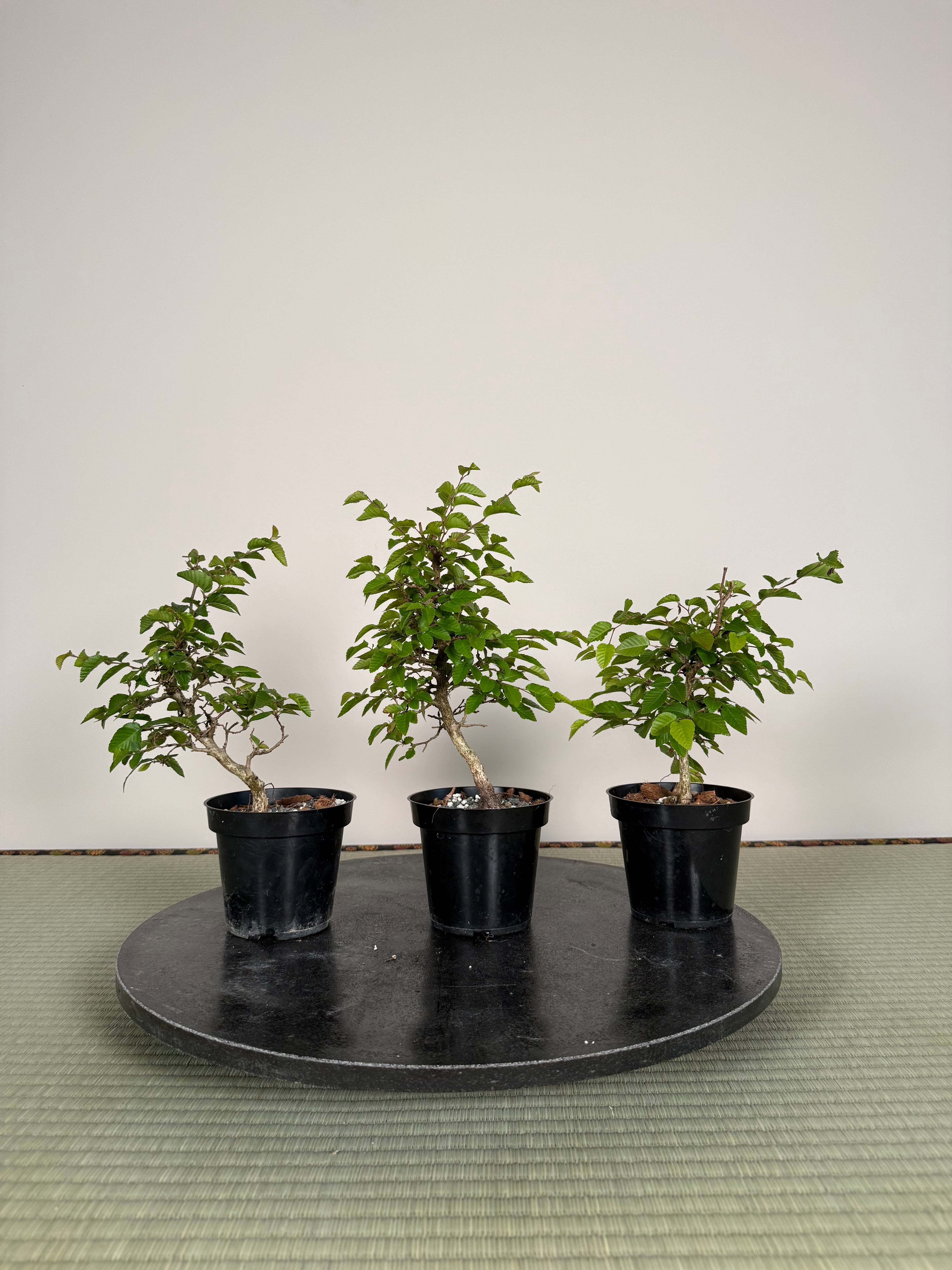 Carpinus turczaninowii