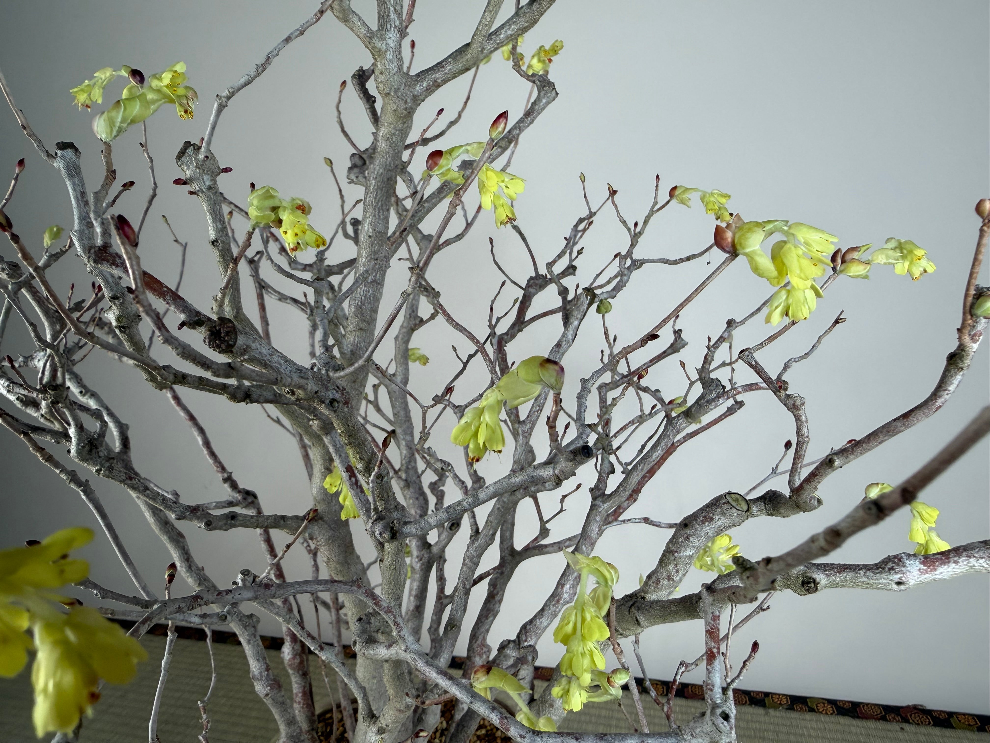 Corylopsis spicata