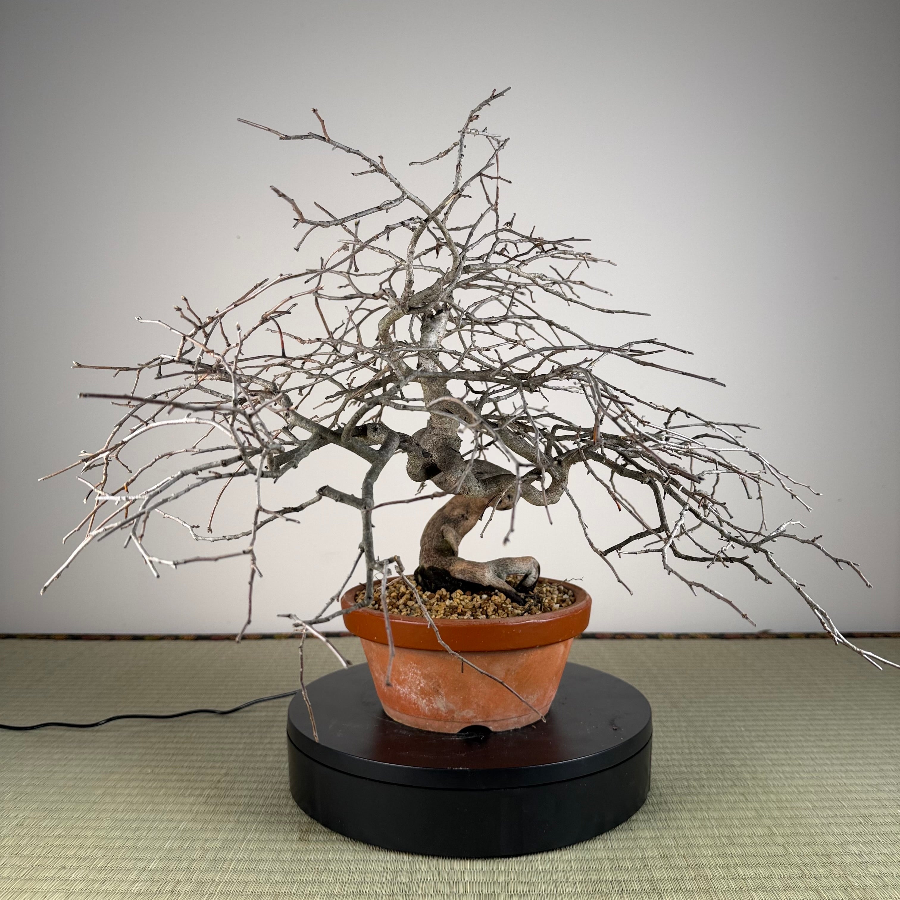 Diospyros rhombifolia