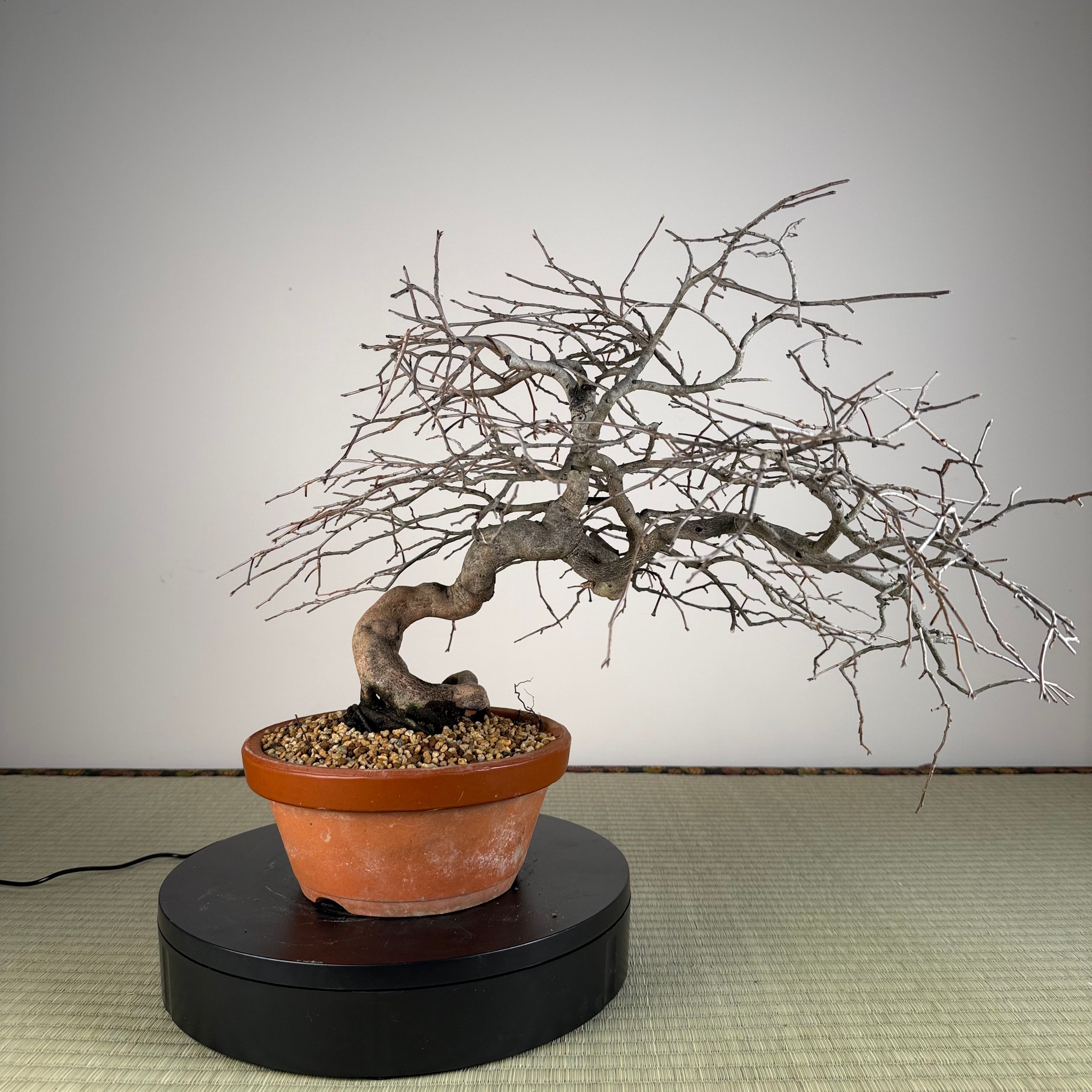 Diospyros rhombifolia