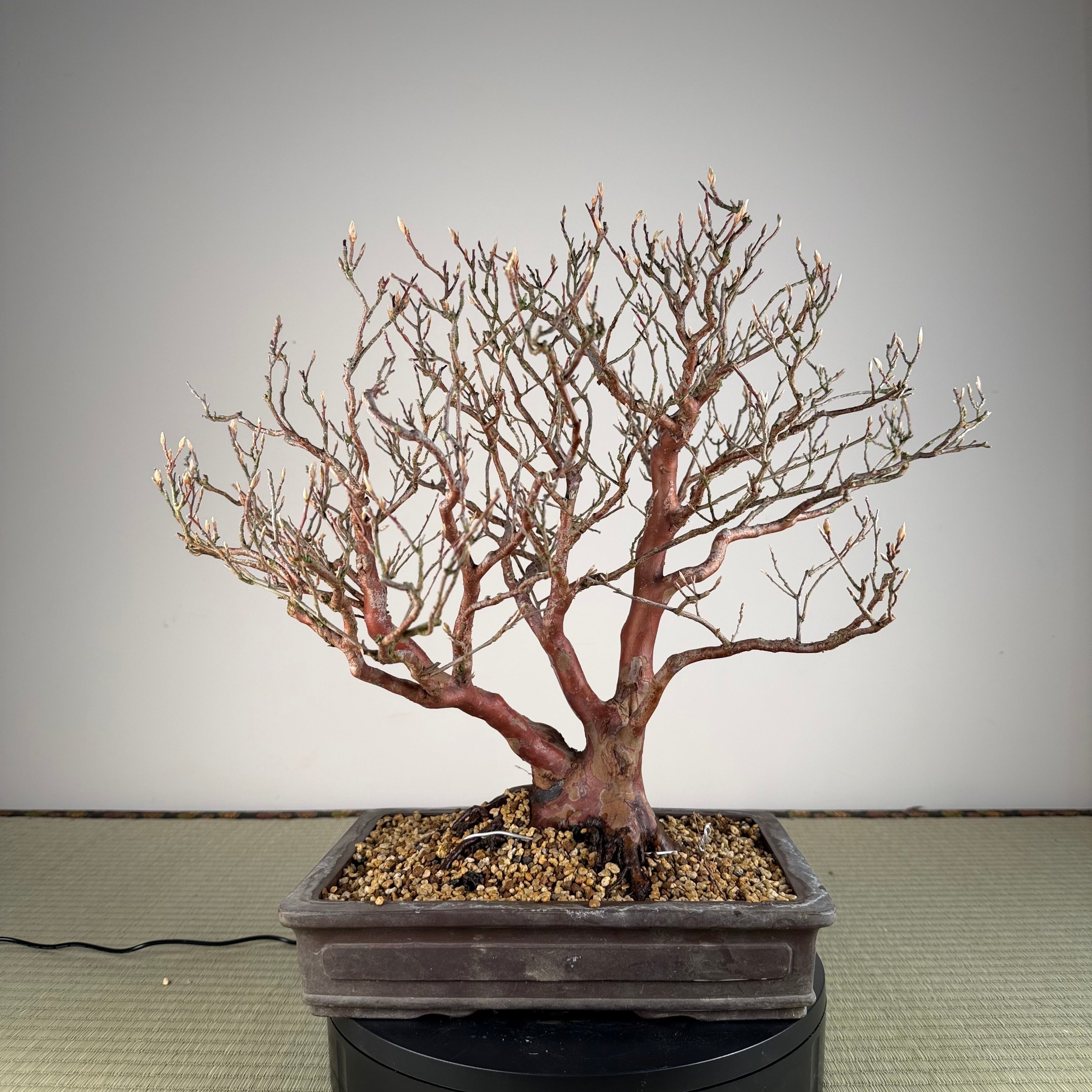 Stewartia monadelpha