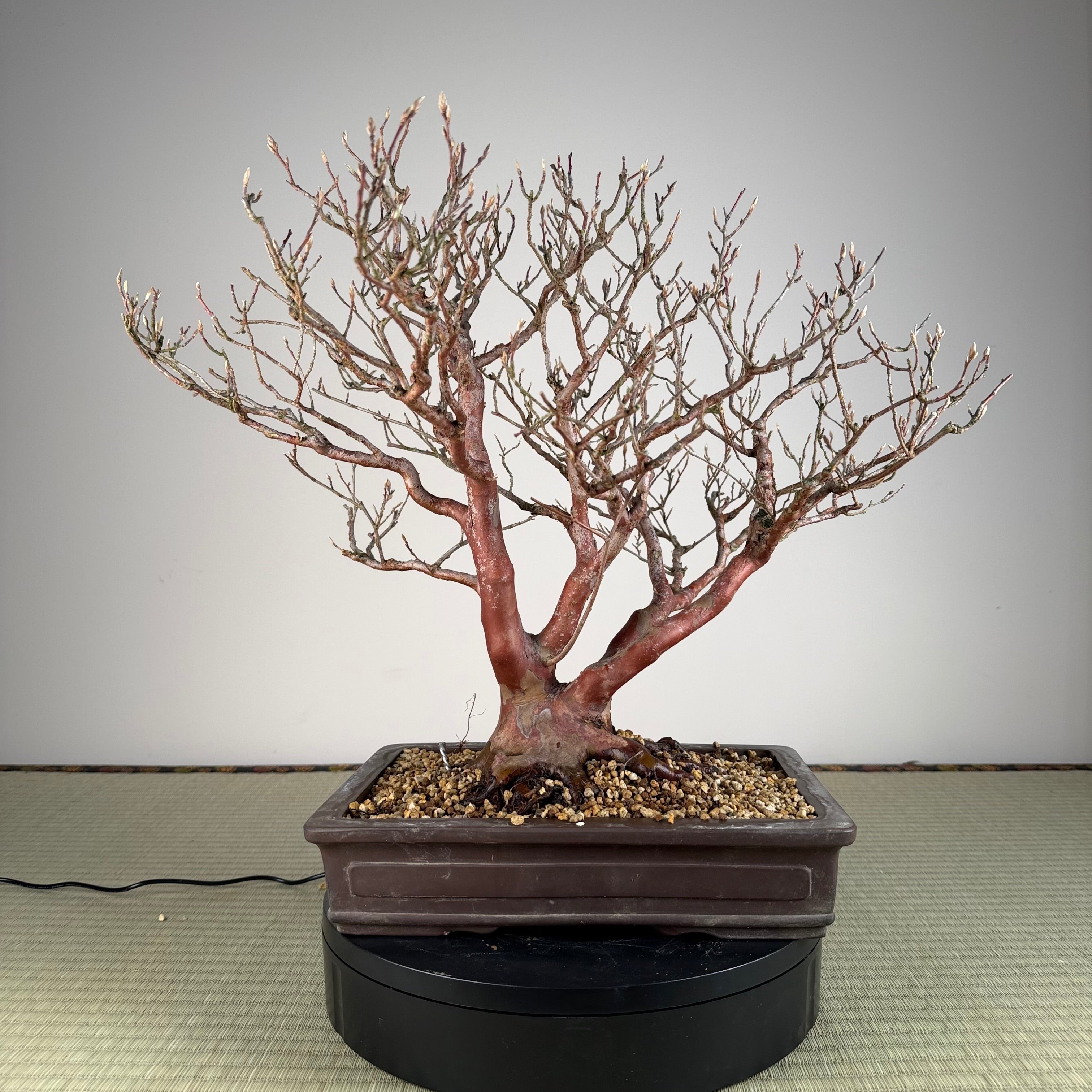 Stewartia monadelpha