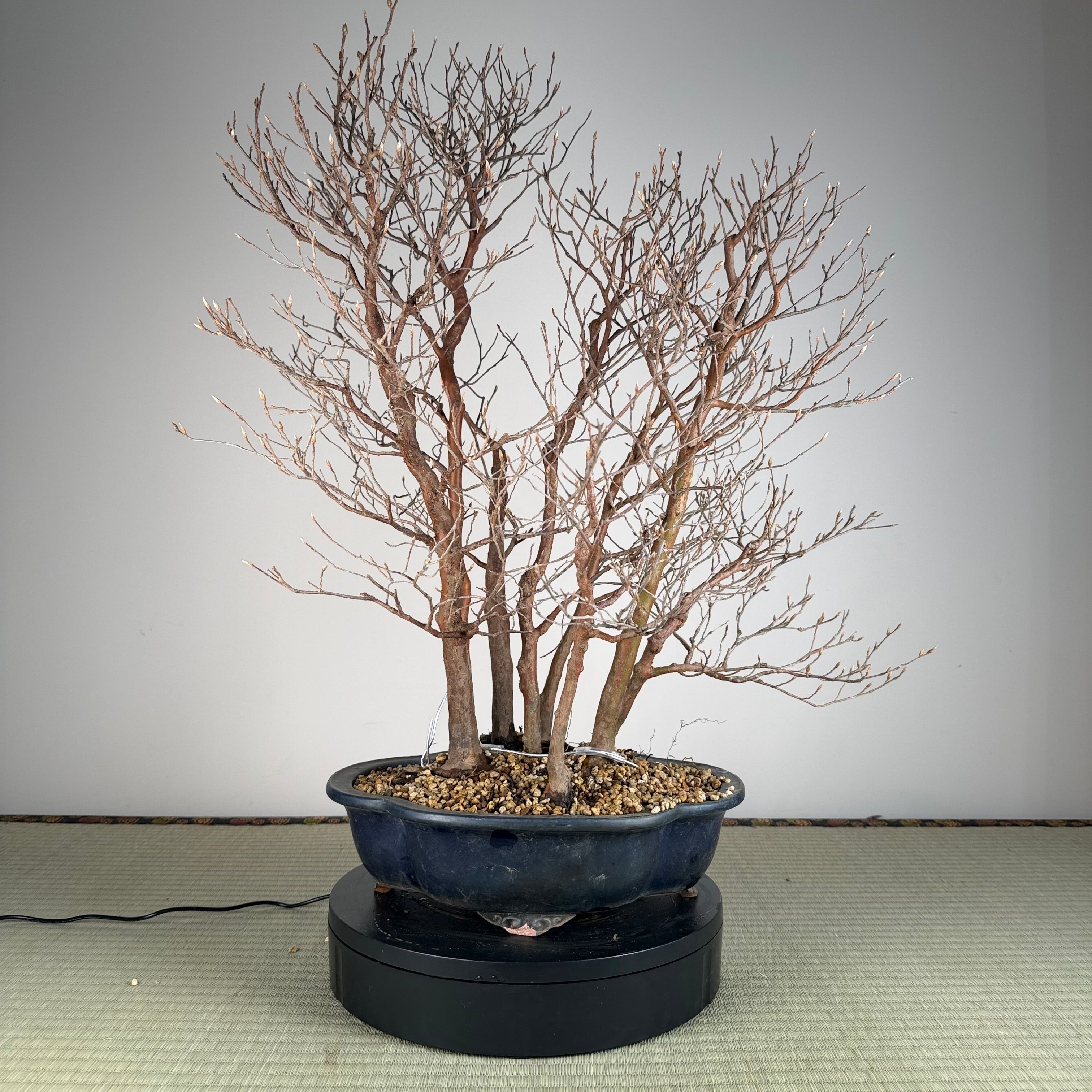 Stewartia monadelpha