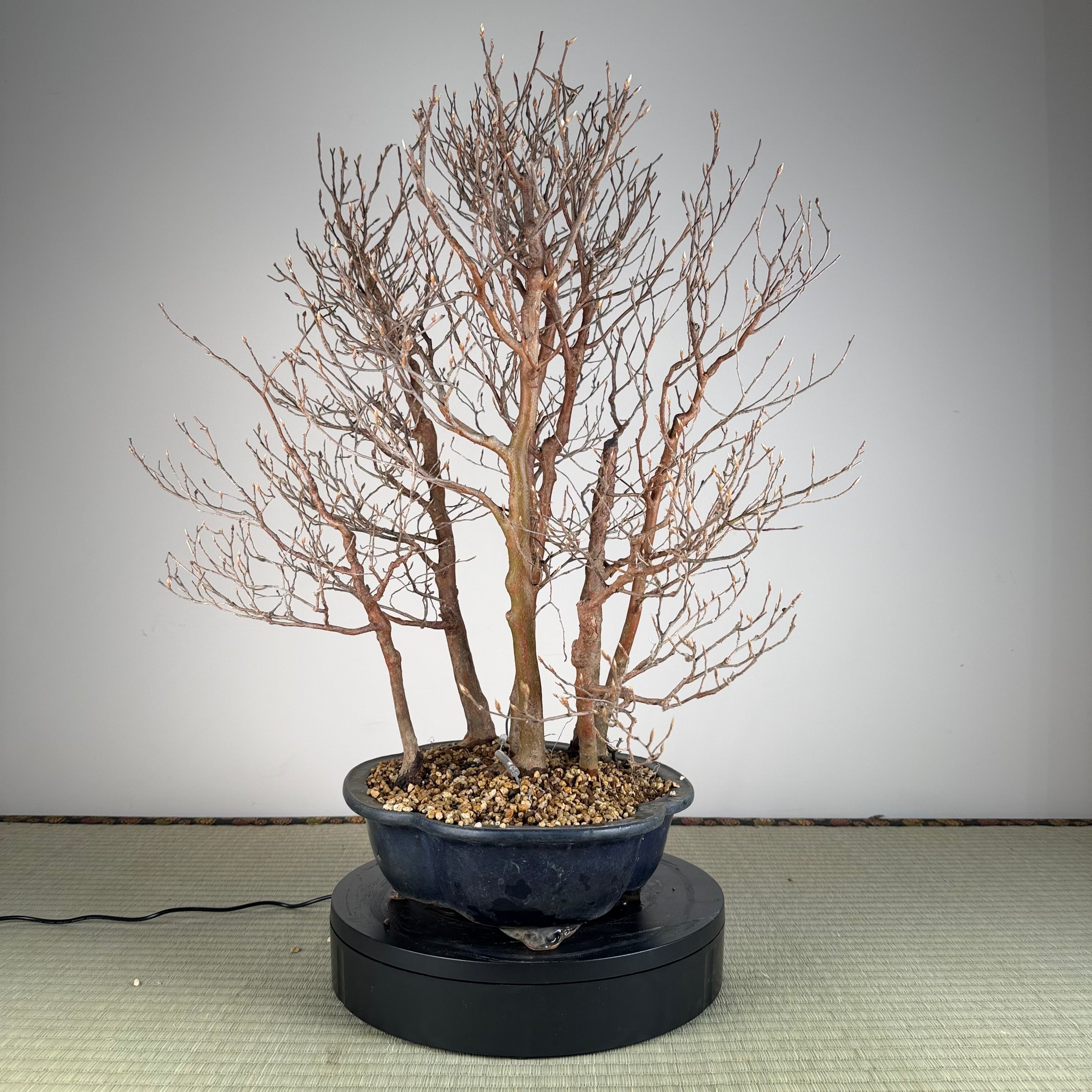 Stewartia monadelpha